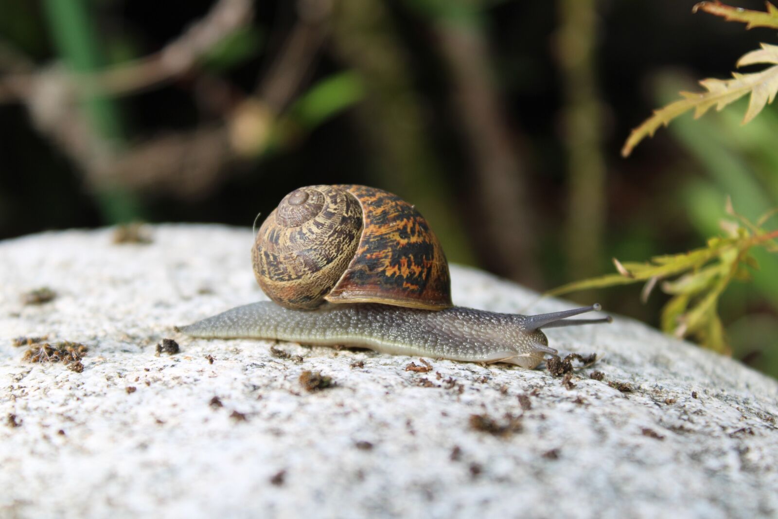Canon EOS 2000D (EOS Rebel T7 / EOS Kiss X90 / EOS 1500D) sample photo. Spotted snail, snail, shell photography