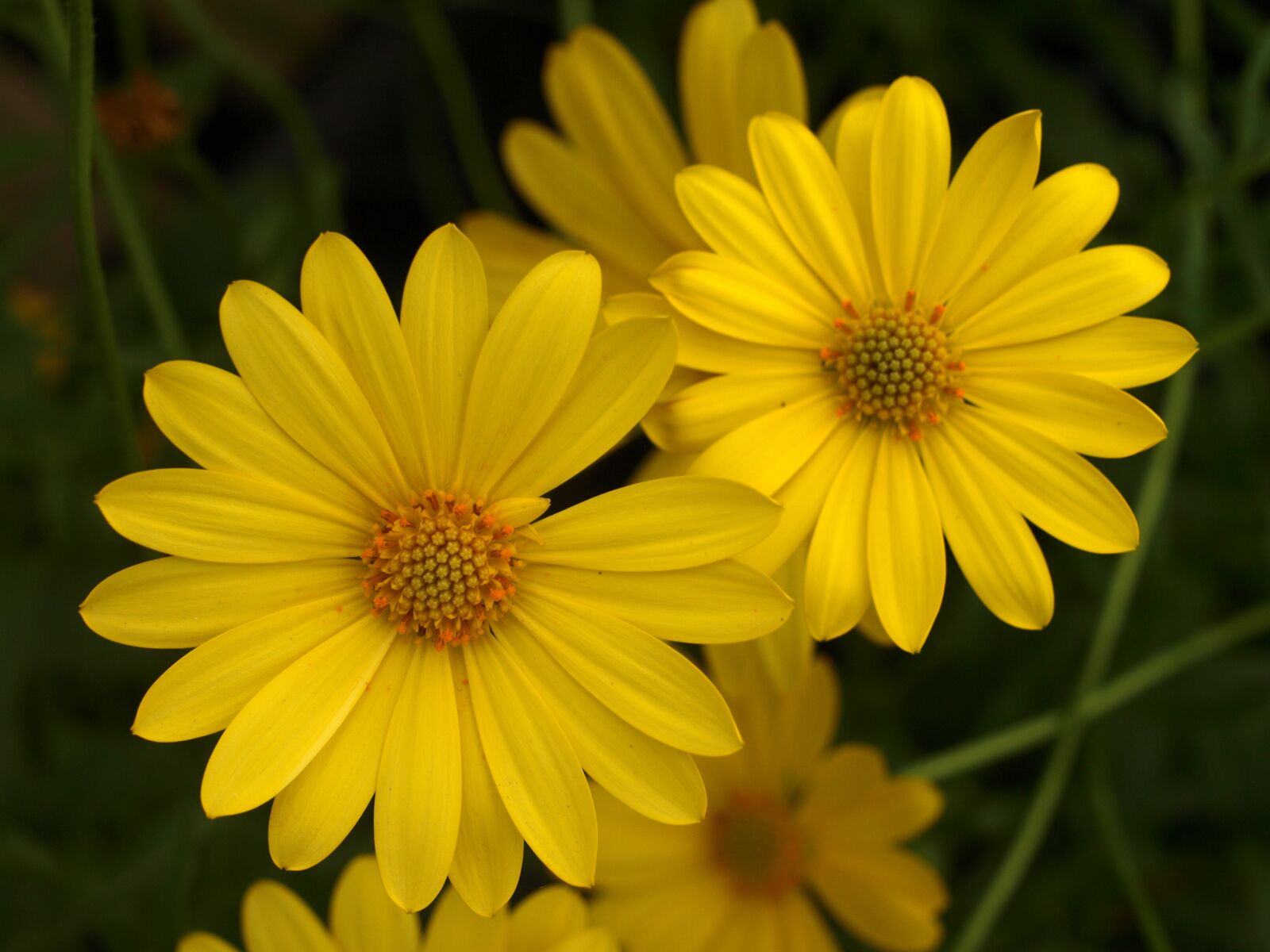 Olympus E-520 (EVOLT E-520) sample photo. Flower, nature, summer photography