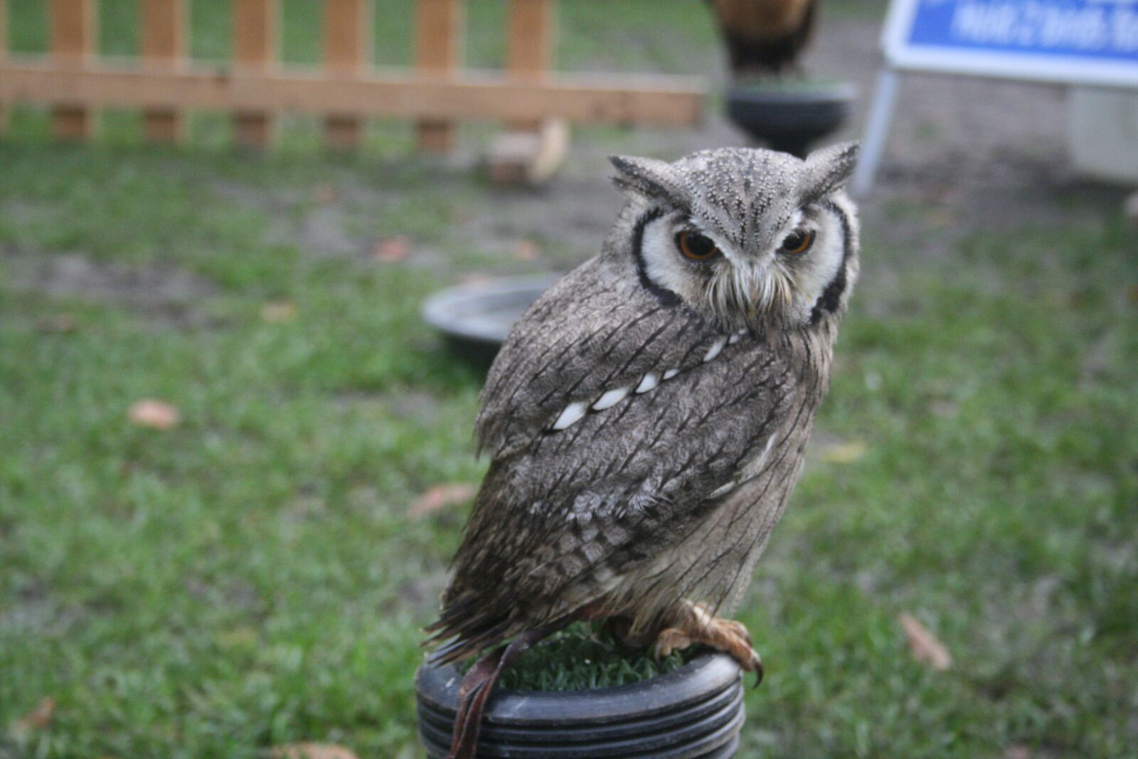 Canon EOS 400D (EOS Digital Rebel XTi / EOS Kiss Digital X) sample photo. Owl, bird, animal photography