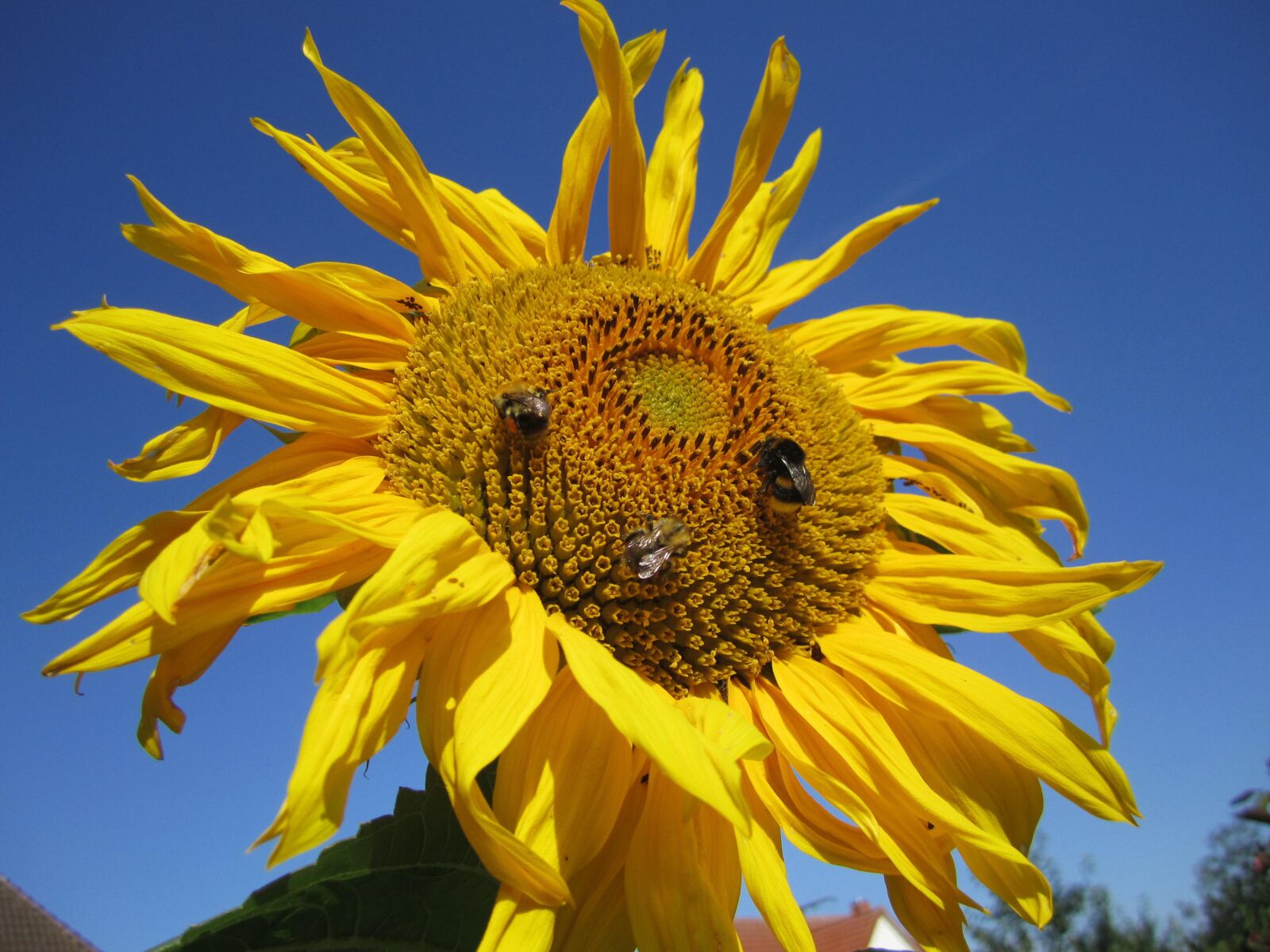 Canon PowerShot SD1400 IS (IXUS 130 / IXY 400F) sample photo. Sunflower, sky, flower photography