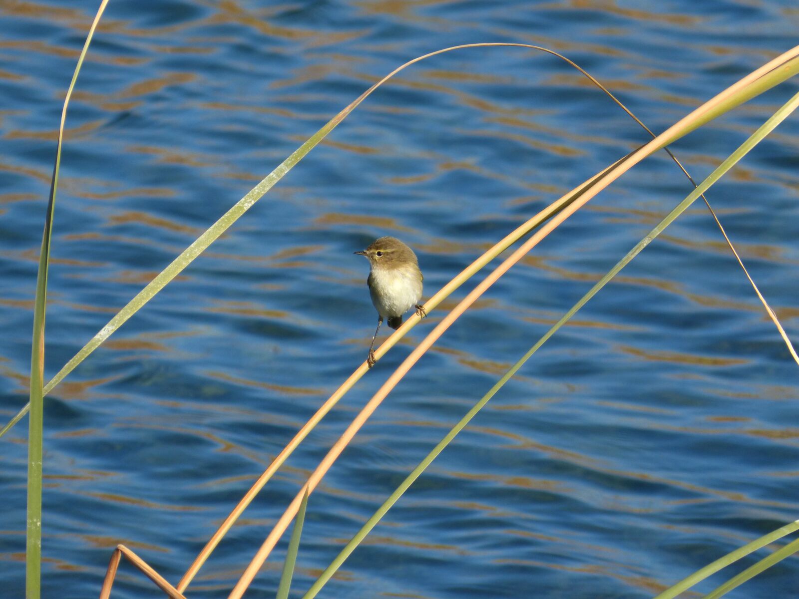 Panasonic DMC-FZ62 sample photo. Bird, ave, phylloscopus collybita photography