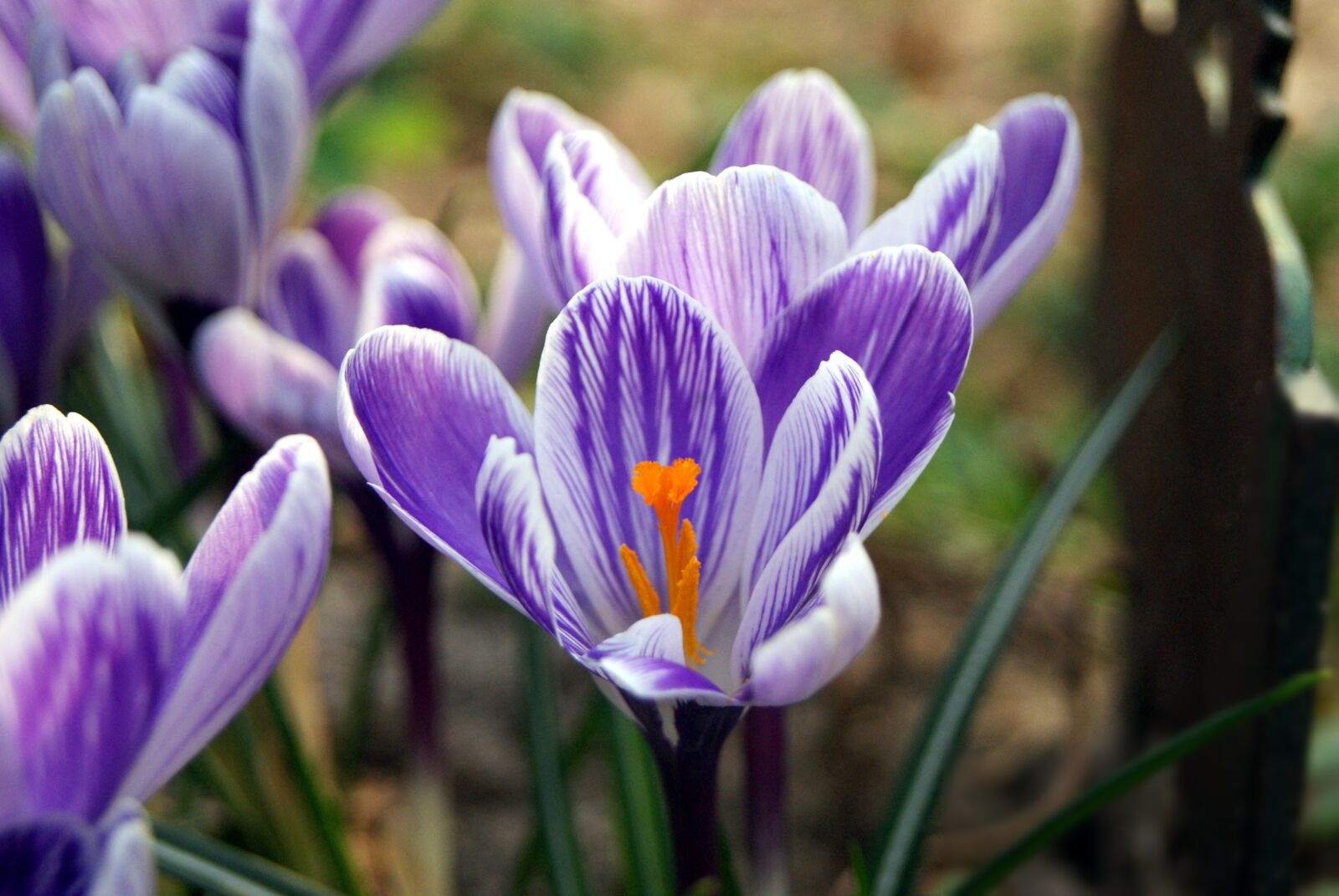 Sony Alpha DSLR-A230 sample photo. Flower, nature, spring photography