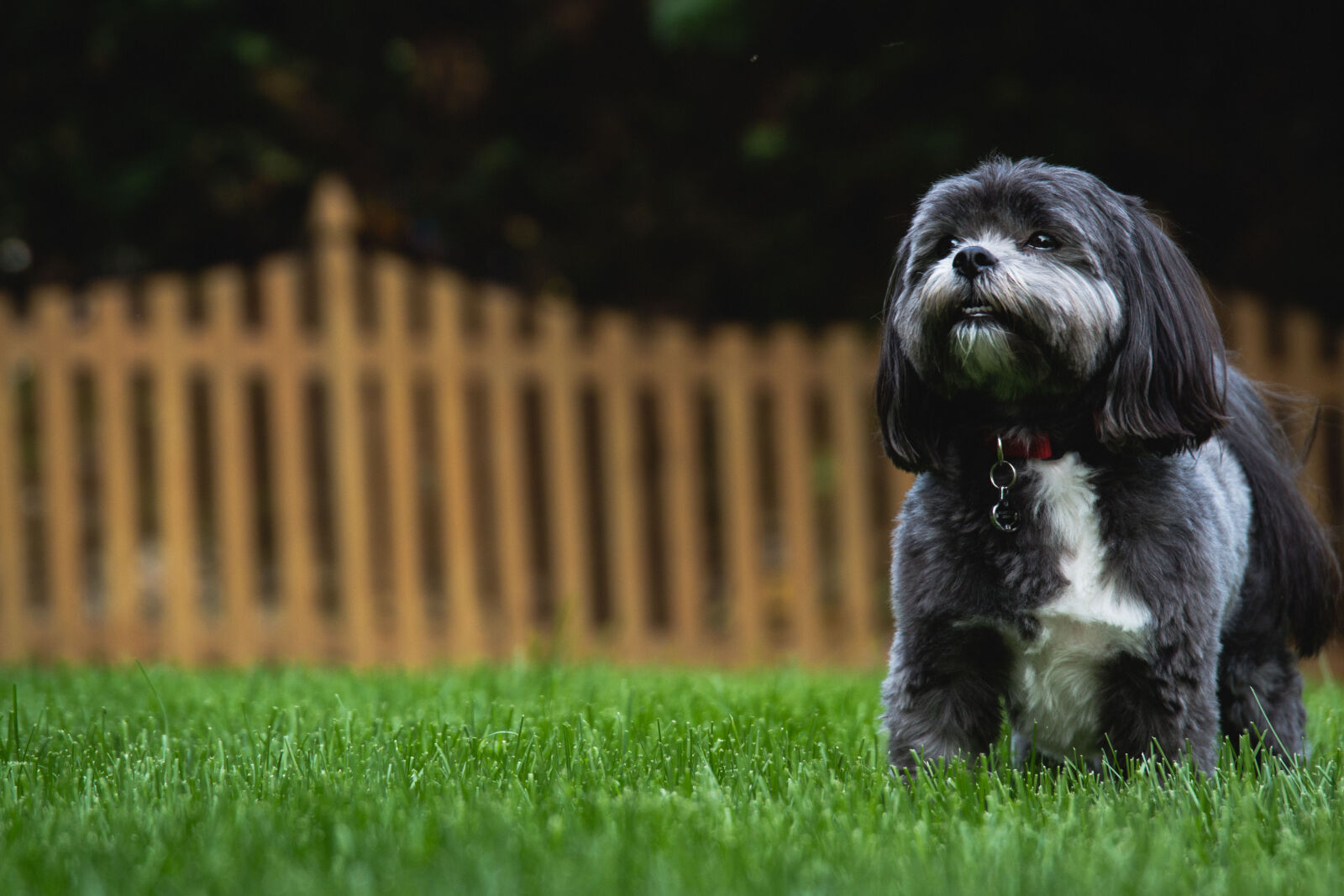 Canon EOS 60D + Sigma 24-105mm f/4 DG OS HSM | A sample photo. Backyard, dog, home photography