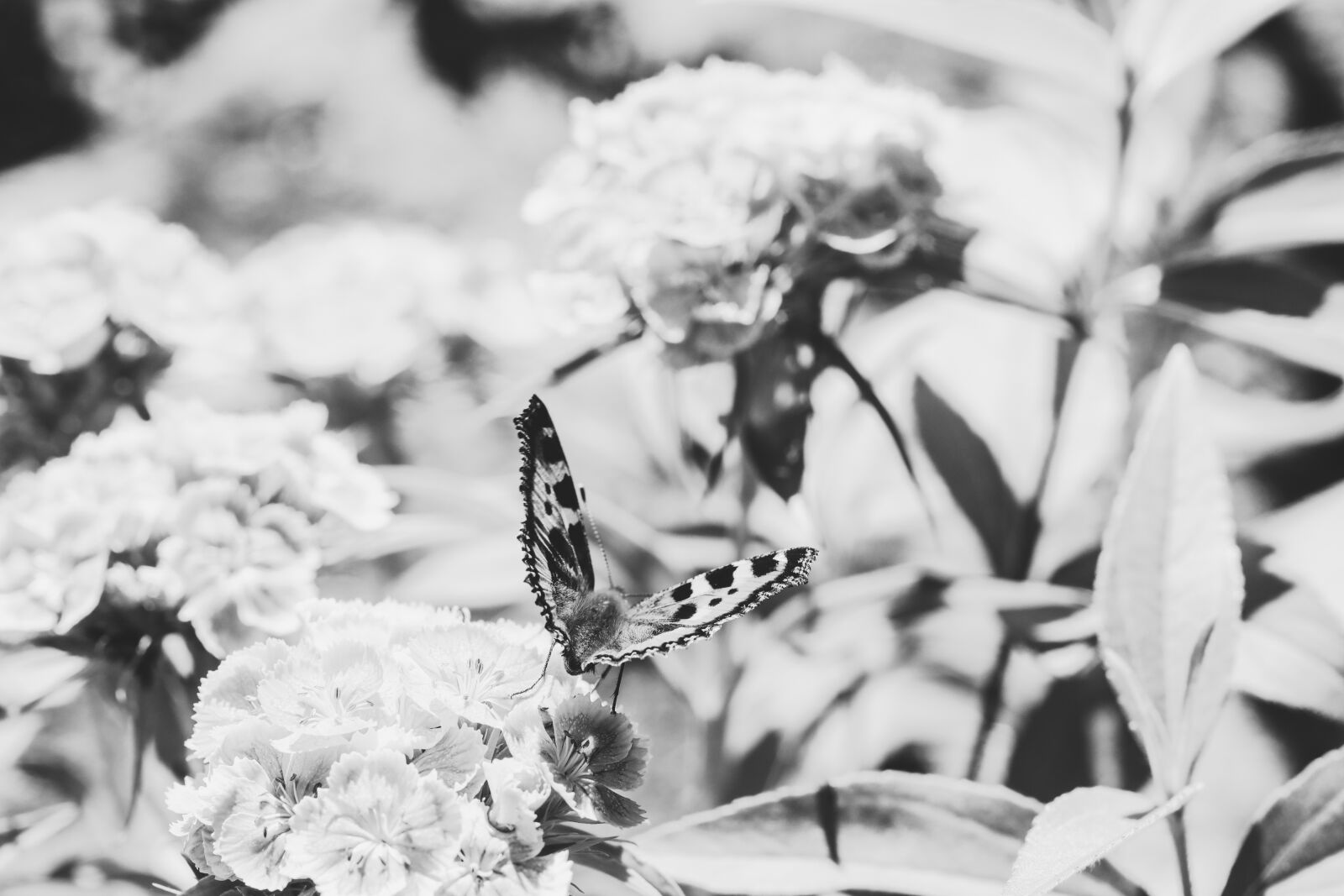 Canon EOS R sample photo. Butterfly, insect, bug photography