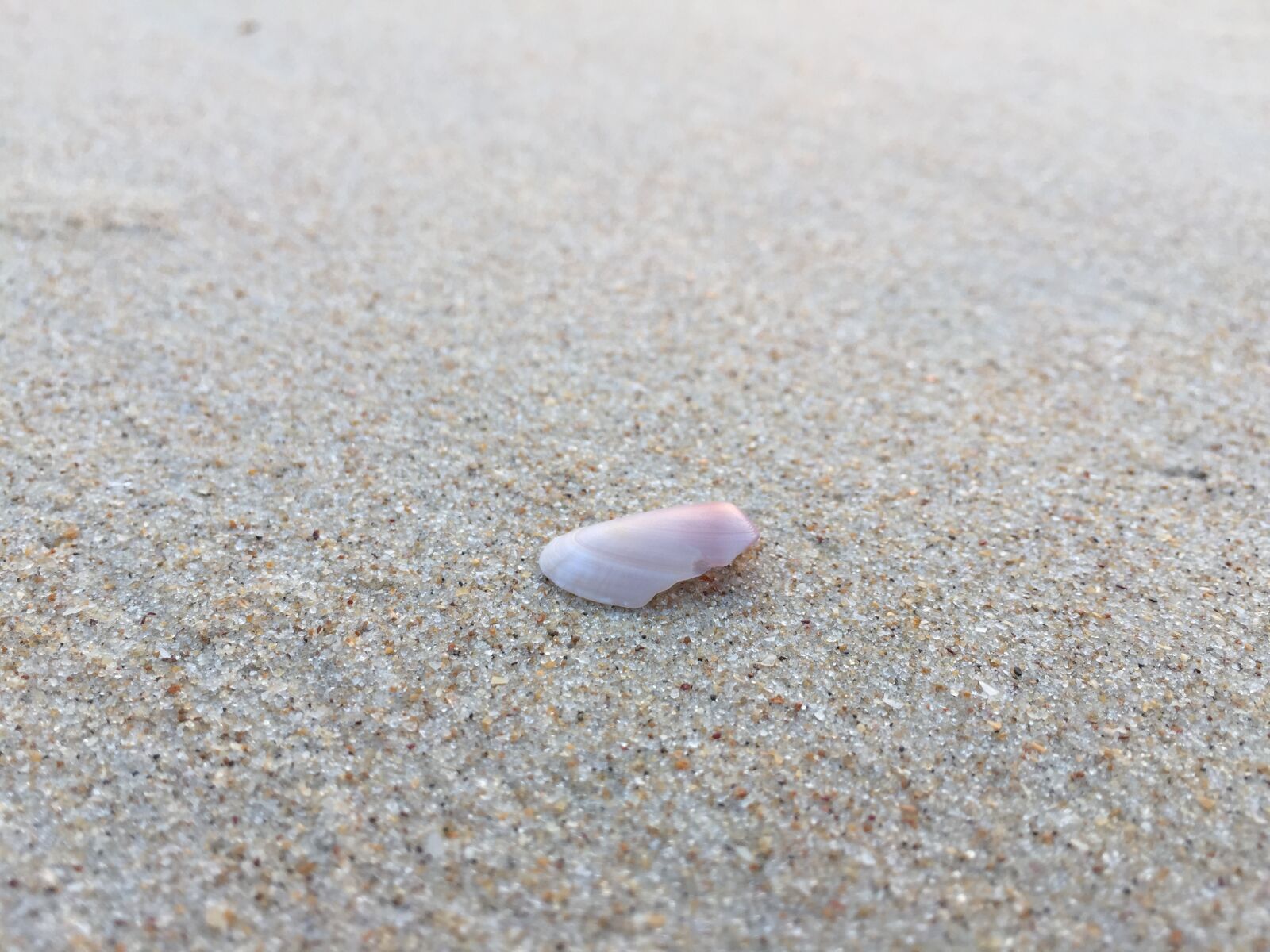 iPhone 6 back camera 4.15mm f/2.2 sample photo. Sea, shells photography