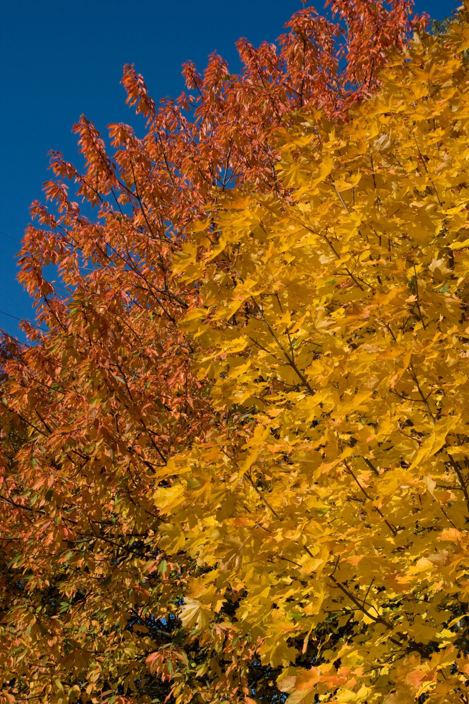 Canon EOS 400D (EOS Digital Rebel XTi / EOS Kiss Digital X) sample photo. Yellow, orange, season photography