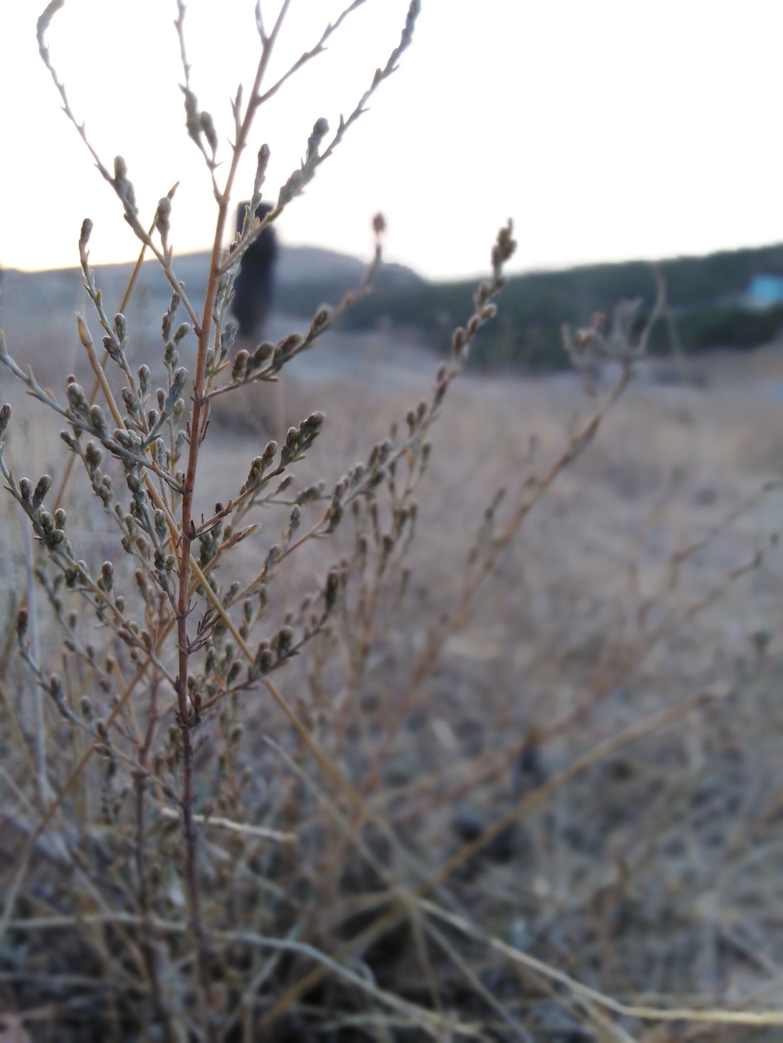 HUAWEI Honor 7C sample photo. Plant, mountain, focus photography