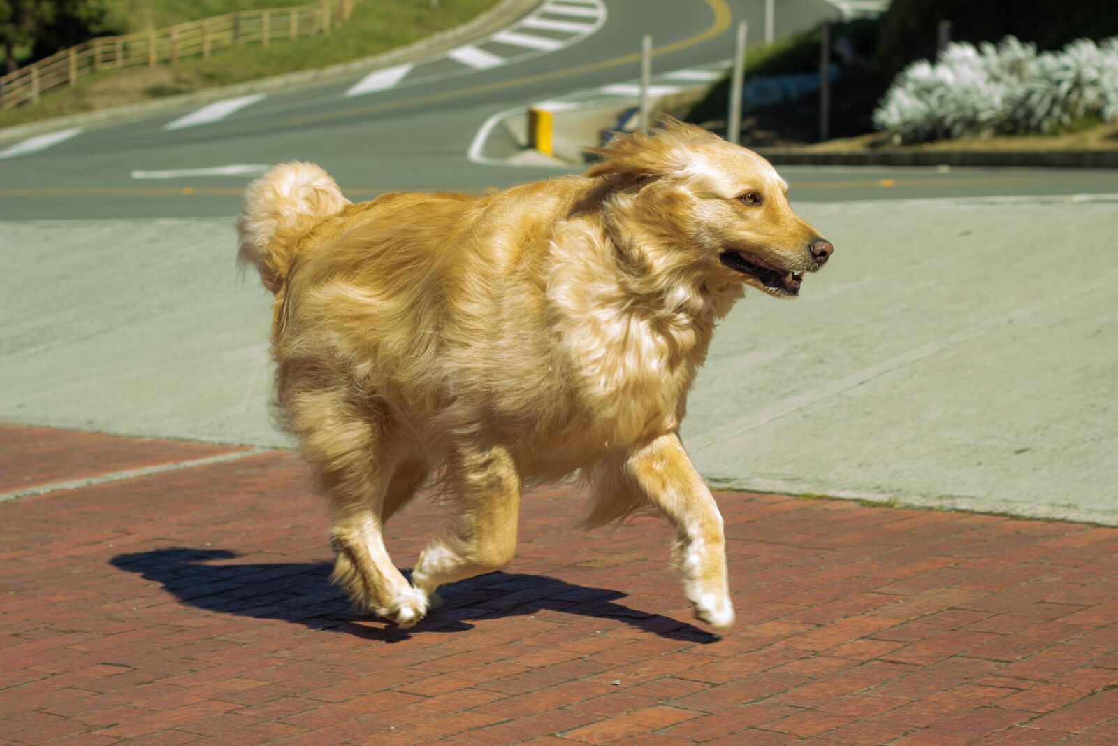 Canon EOS 600D (Rebel EOS T3i / EOS Kiss X5) + Canon EF 50mm F1.8 II sample photo. Perro, golden, lindo photography