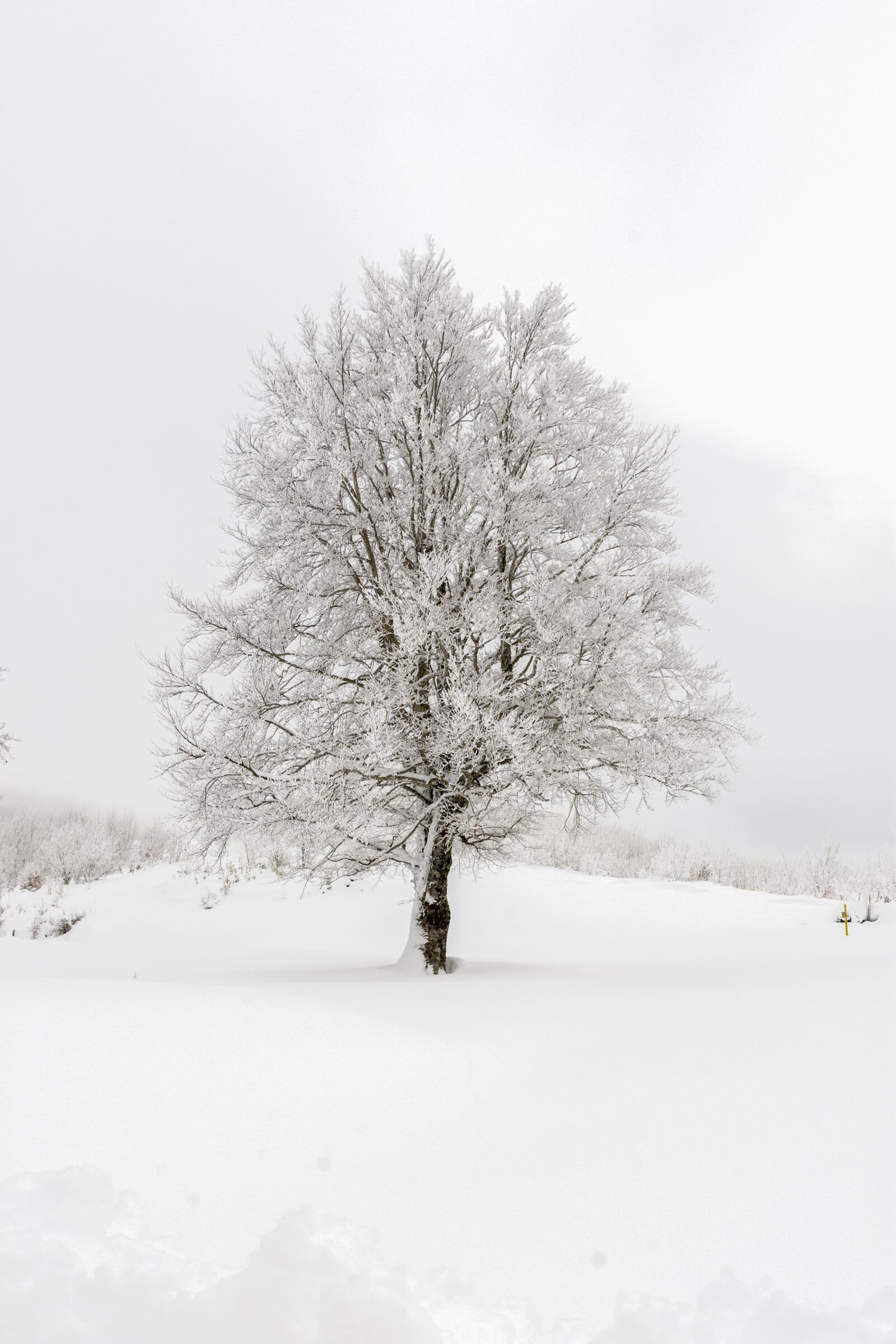 Tamron SP 24-70mm F2.8 Di VC USD sample photo. Snow, winter, frozen photography