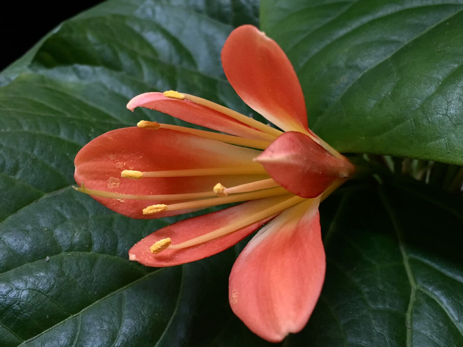 Apple iPhone 6s Plus sample photo. Orange flower, pistils, flower photography
