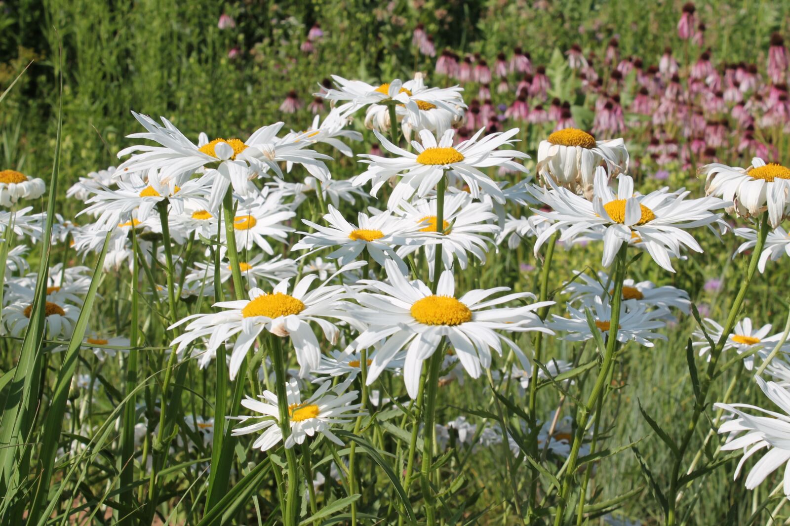 Canon EOS 1100D (EOS Rebel T3 / EOS Kiss X50) sample photo. Wildflower, daisies, white photography