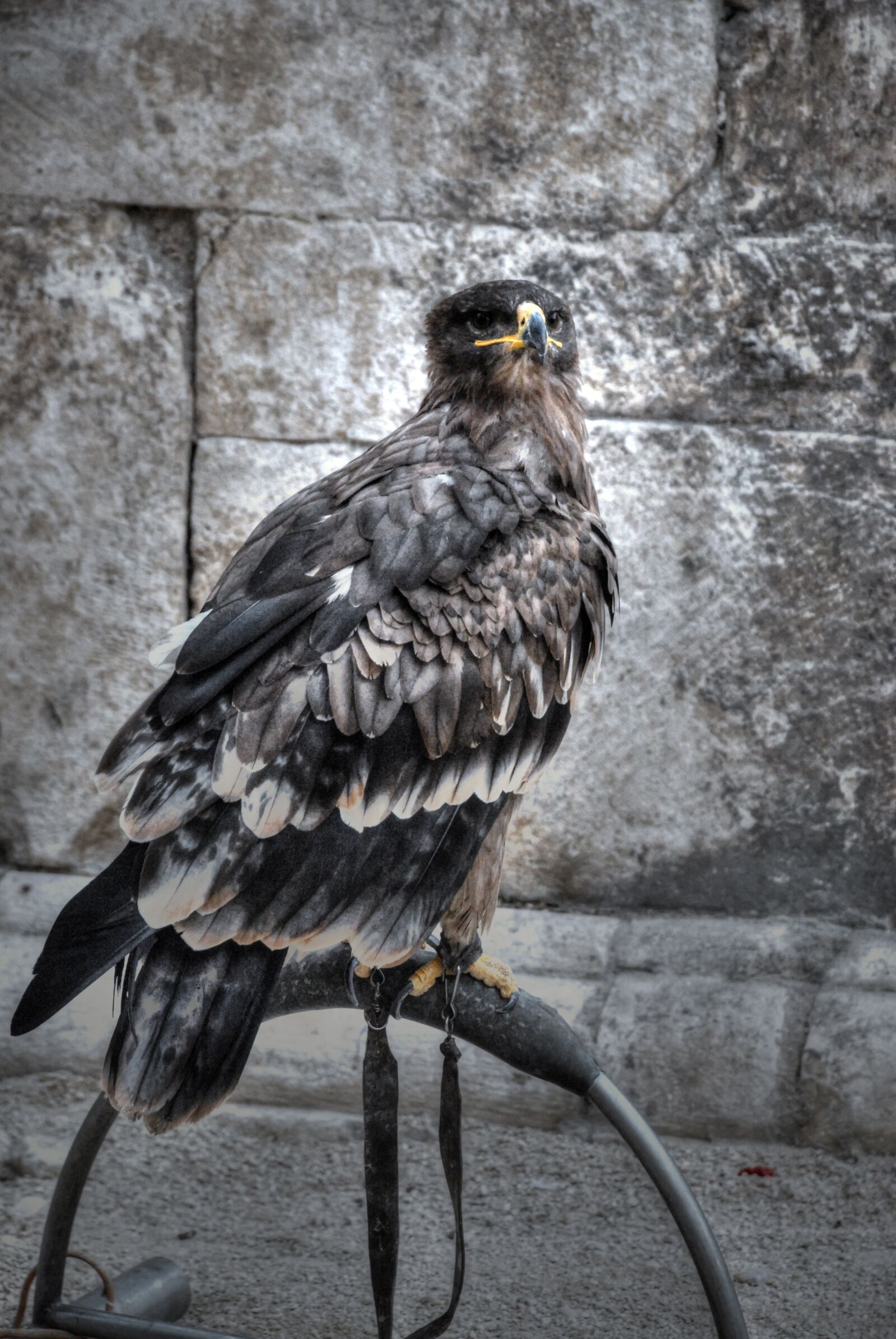 Nikon D200 sample photo. Raptor, sulmona, italy photography