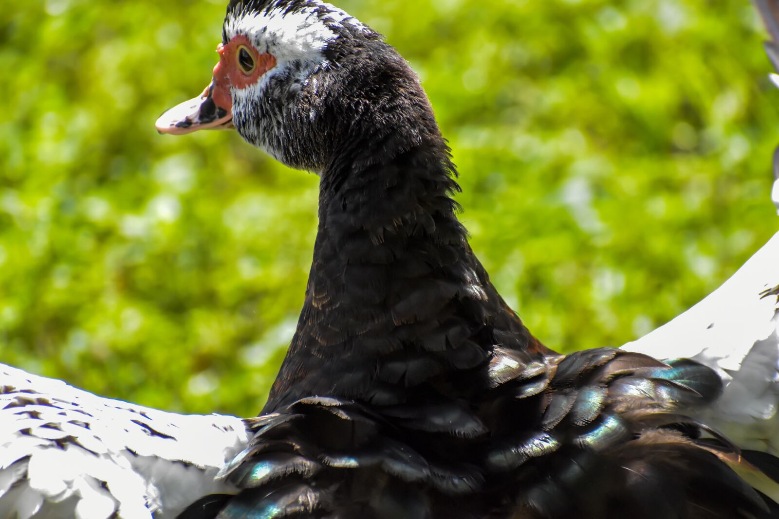 Nikon D3500 sample photo. Duck, bird, spring photography