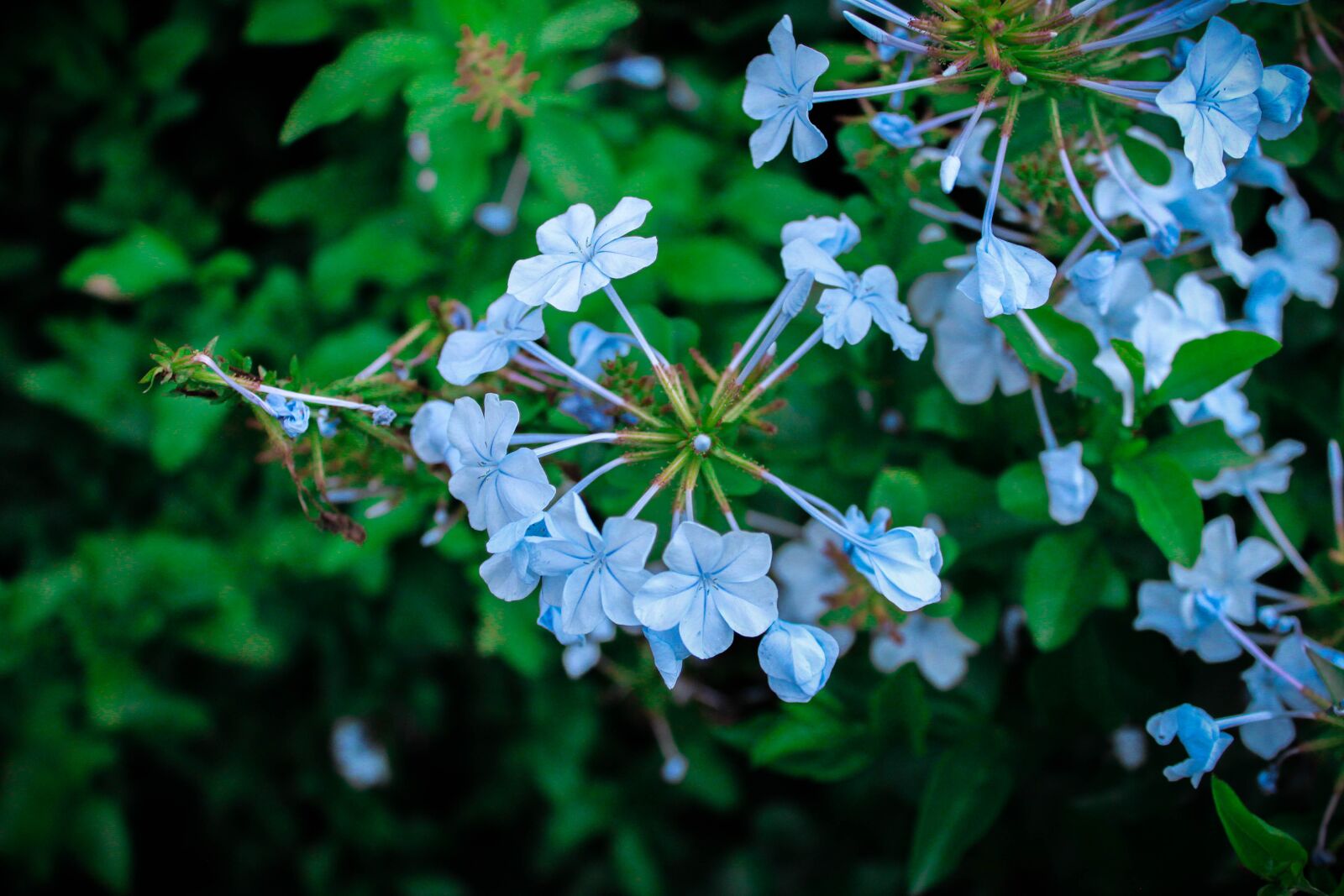Canon EOS 1200D (EOS Rebel T5 / EOS Kiss X70 / EOS Hi) sample photo. Flowers, blue, garden photography