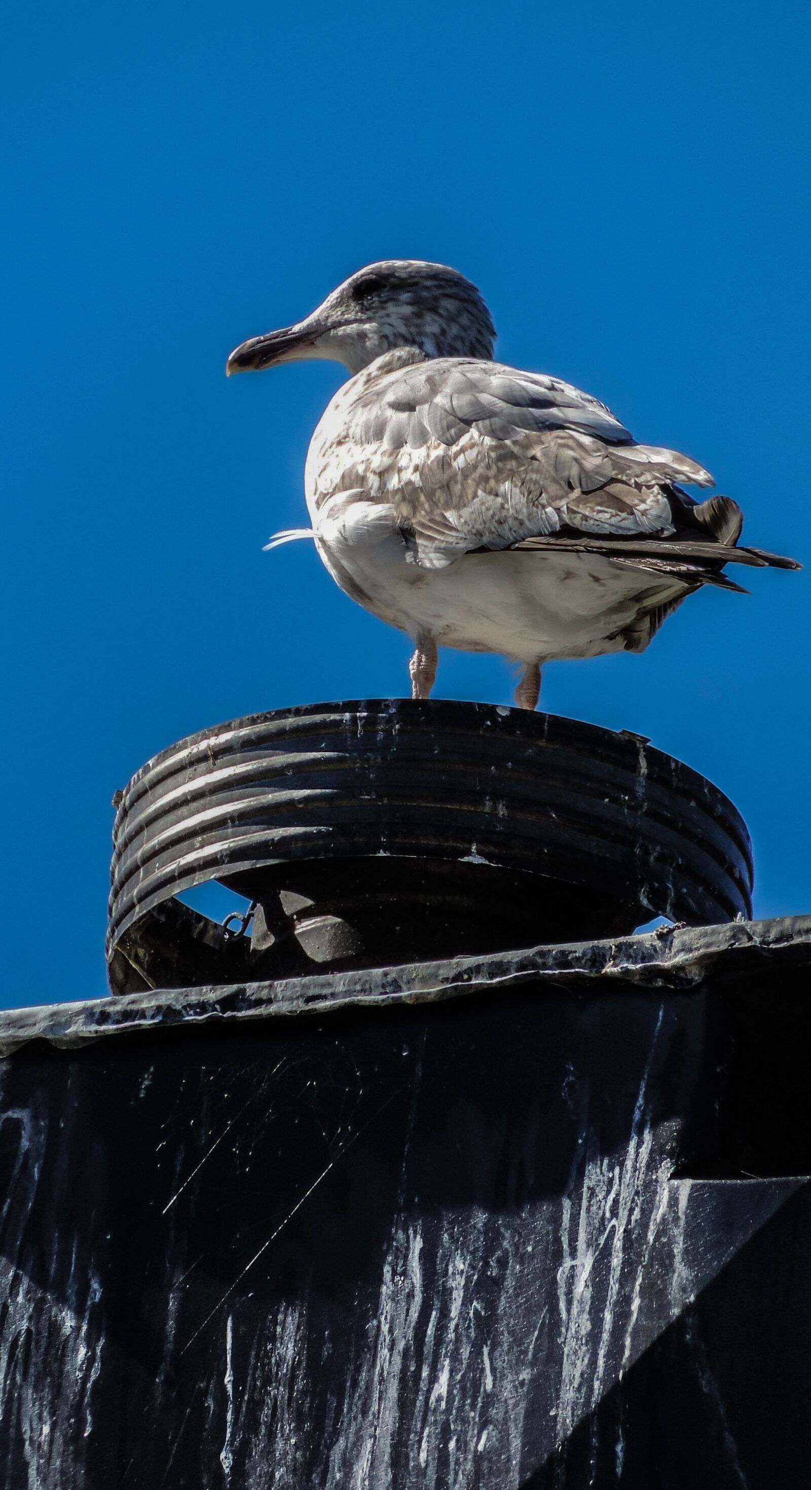 Nikon Coolpix P520 sample photo. Seagull, bird, nature photography