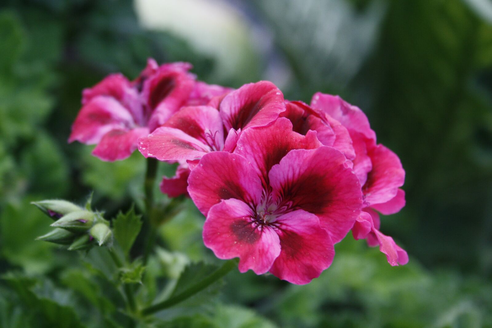 Canon EOS 1000D (EOS Digital Rebel XS / EOS Kiss F) sample photo. Flowers, pink, garden photography