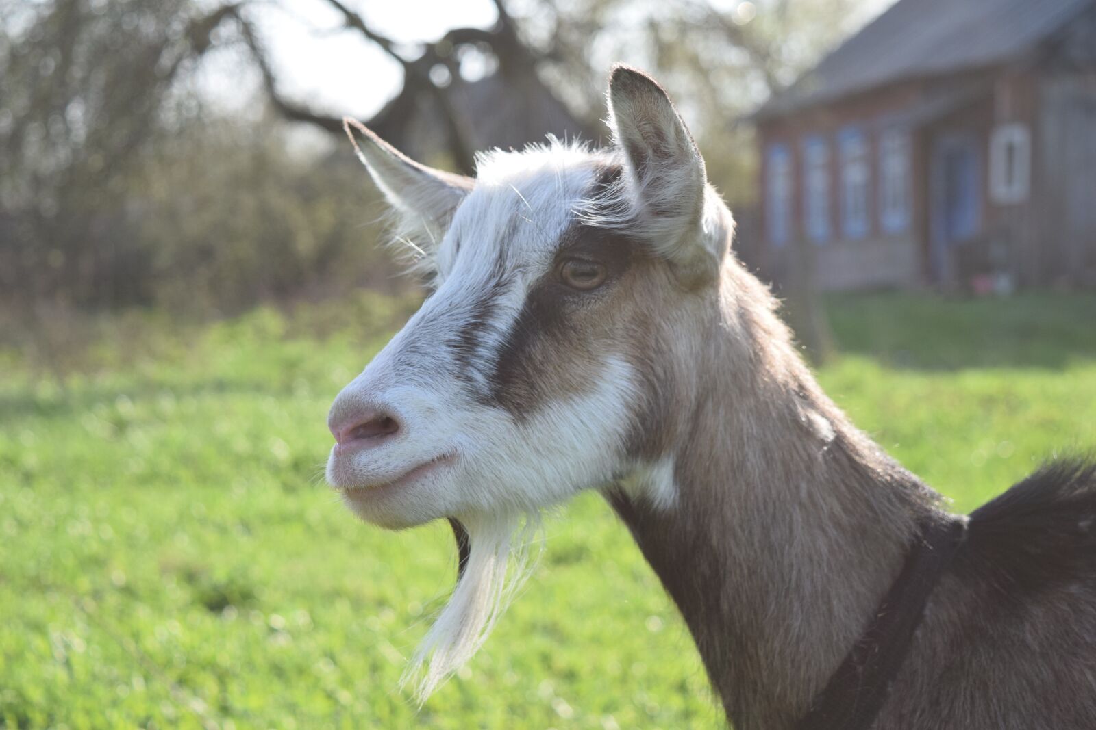 Nikon D5300 sample photo. Goat, goat milk, farm photography