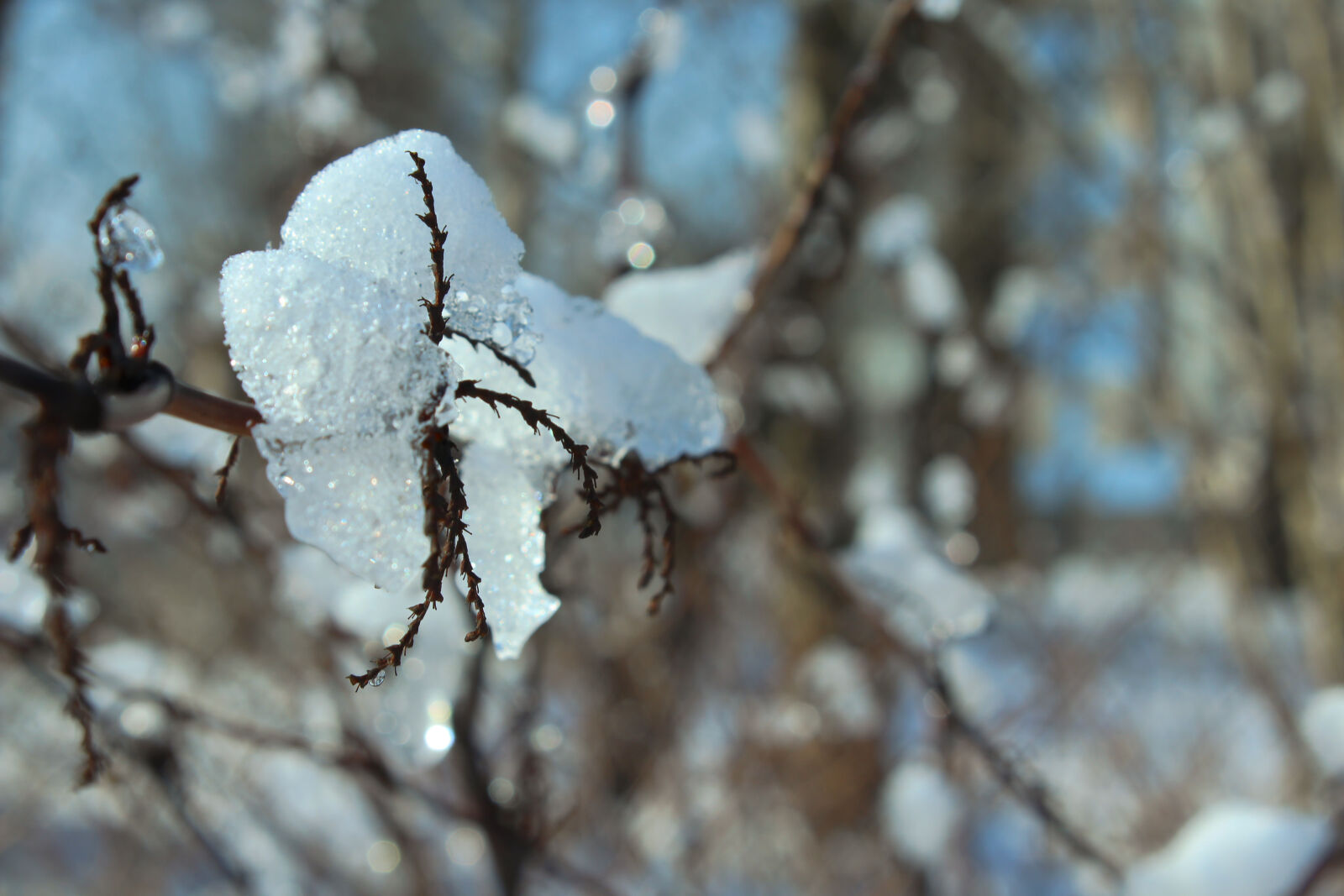 Canon EOS 1200D (EOS Rebel T5 / EOS Kiss X70 / EOS Hi) sample photo. Blue, bokeh, happy, nature photography