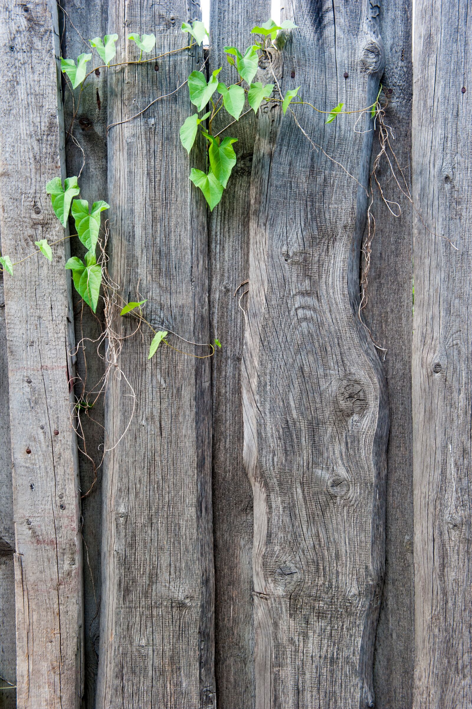 Nikon D700 sample photo. Fence, texture, old photography