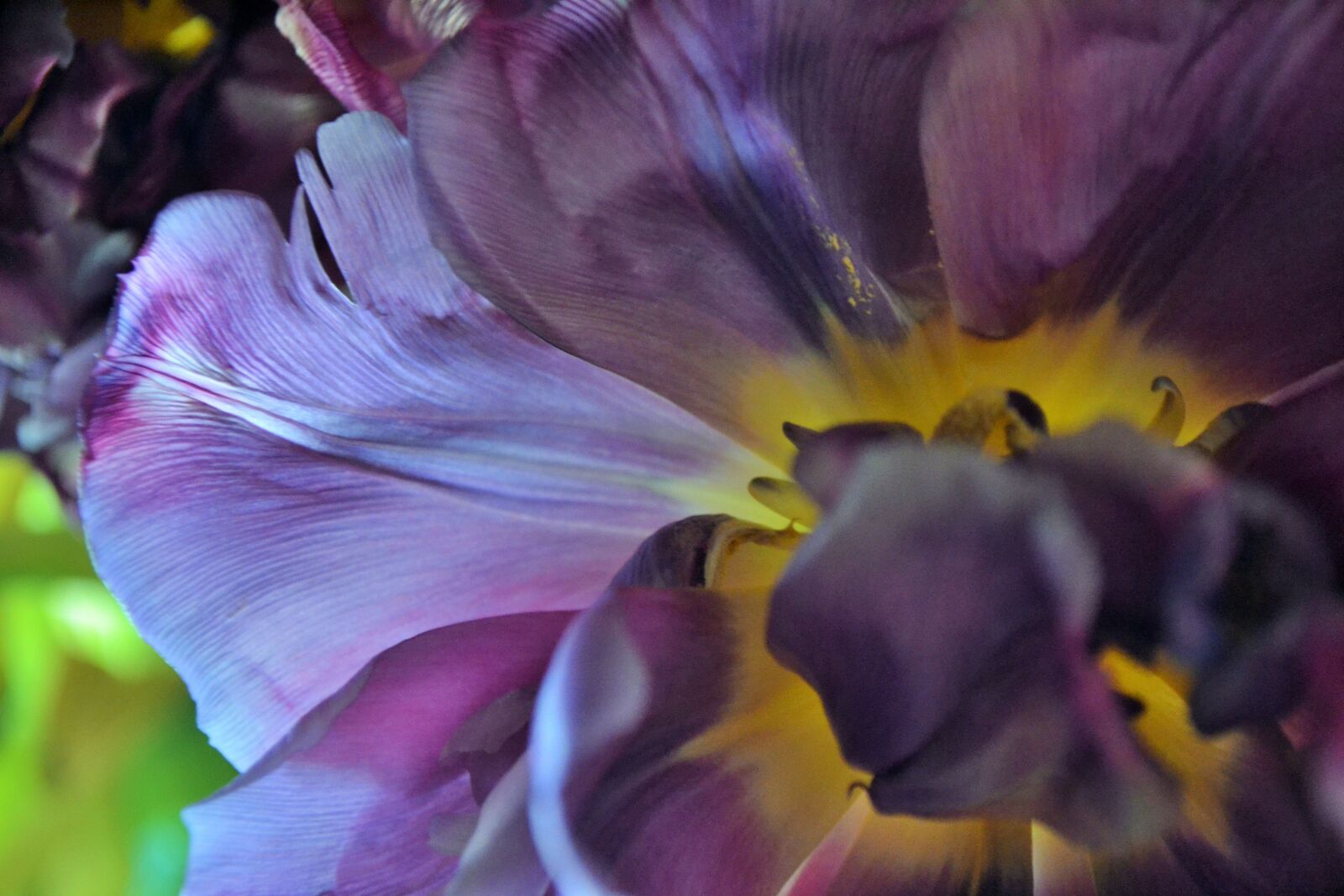 Nikon D3100 sample photo. Flower, purple, spring, tulip photography