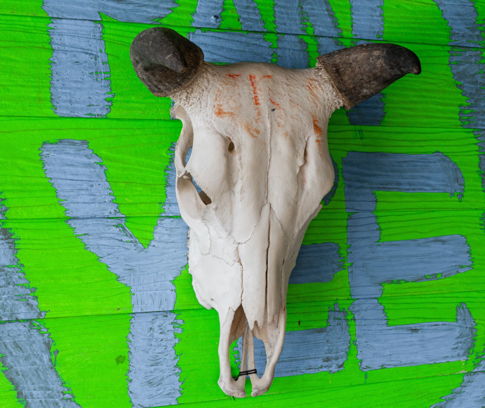 Nikon D5600 sample photo. Skull, cow, bull photography