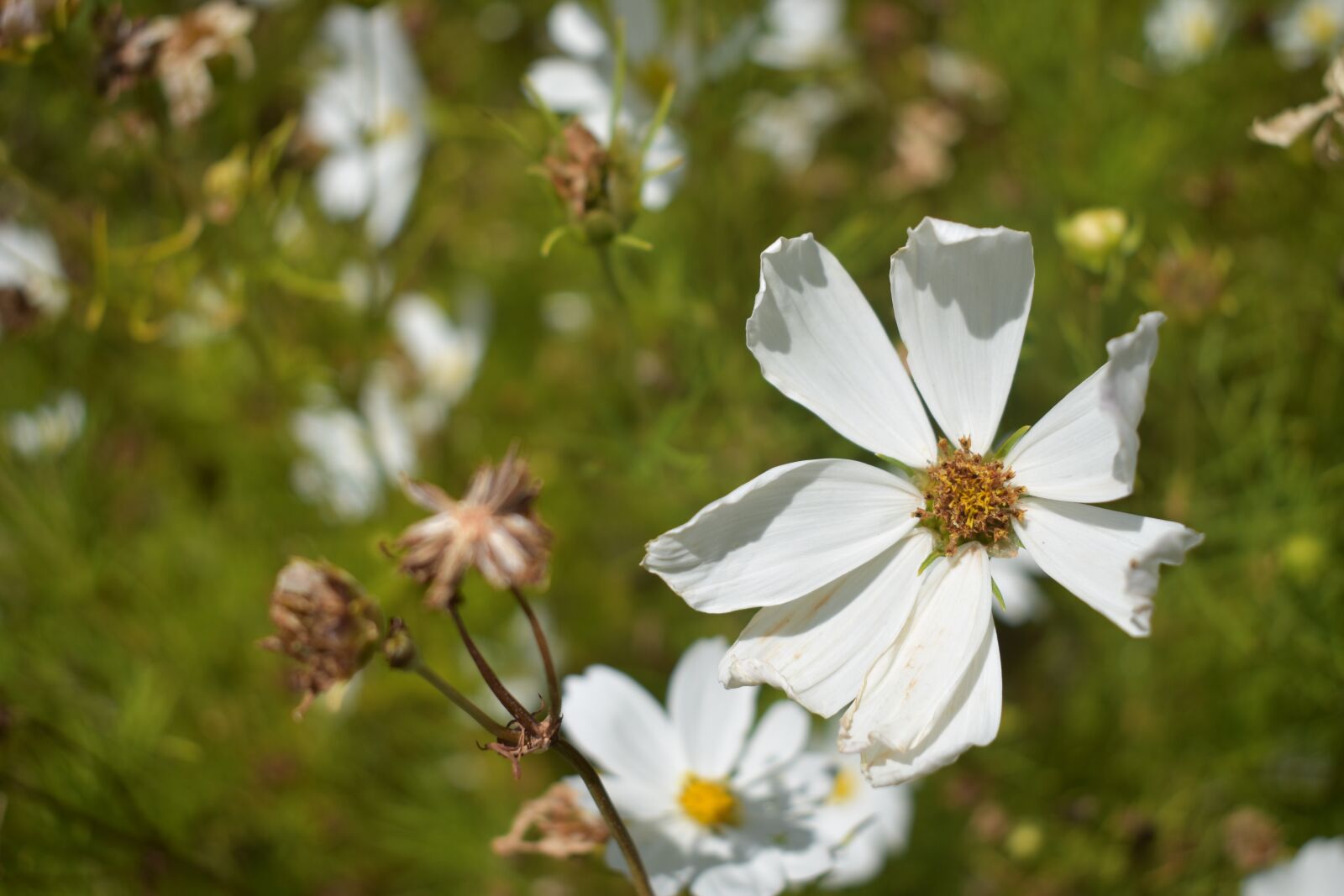 Nikon D3400 sample photo. Flower, white, garden photography