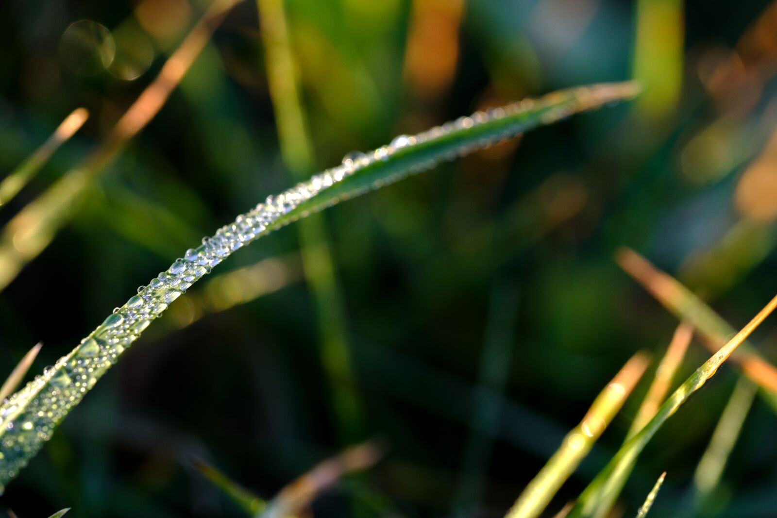 Fujifilm X-T2 + Fujifilm XF 80mm F2.8 R LM OIS WR Macro sample photo. Grass, blade of grass photography