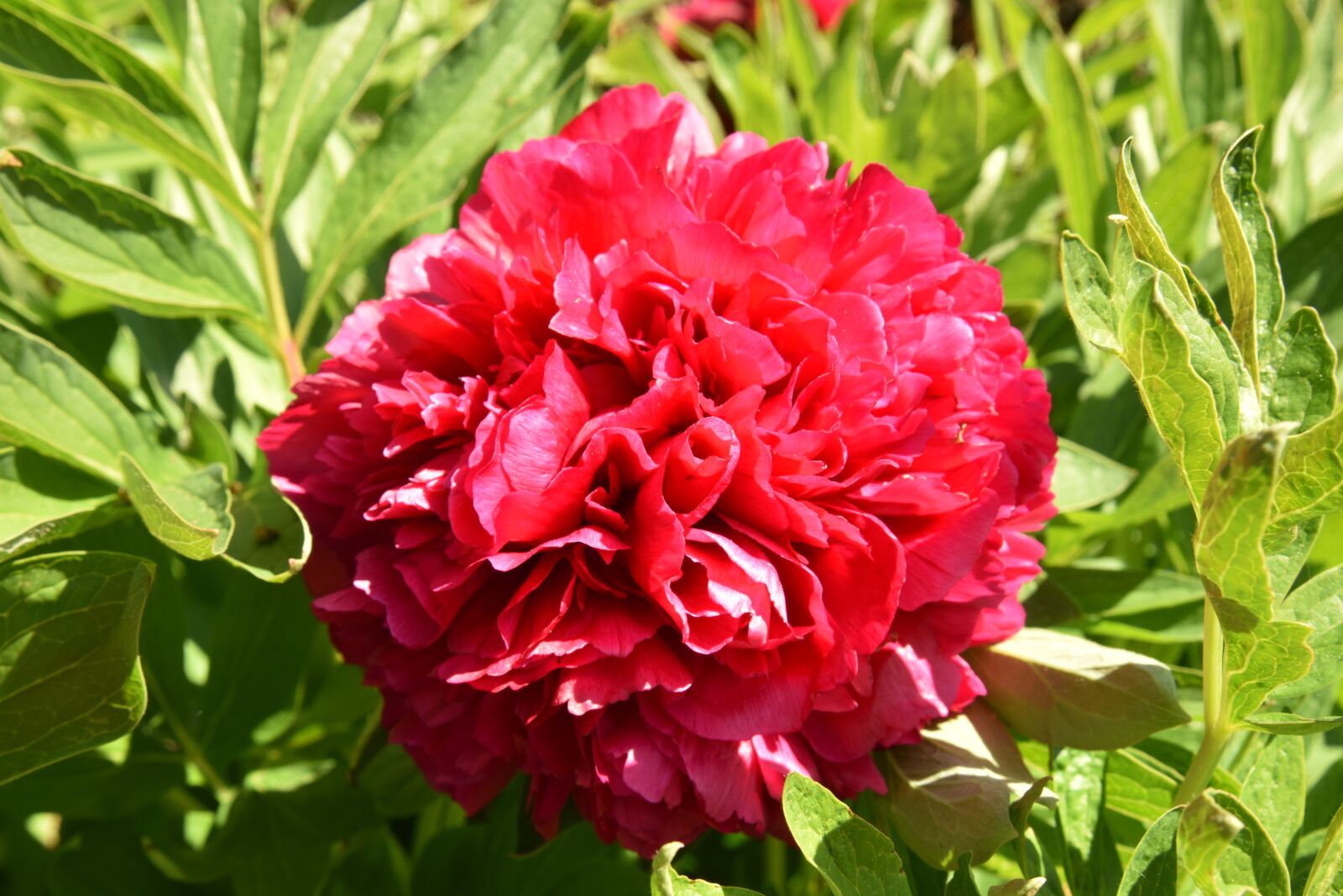 Nikon D810 sample photo. Peony, garden, pentecost photography