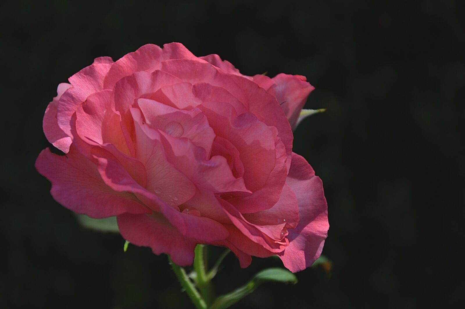 Nikon D3200 sample photo. Rose, blossom, bloom photography