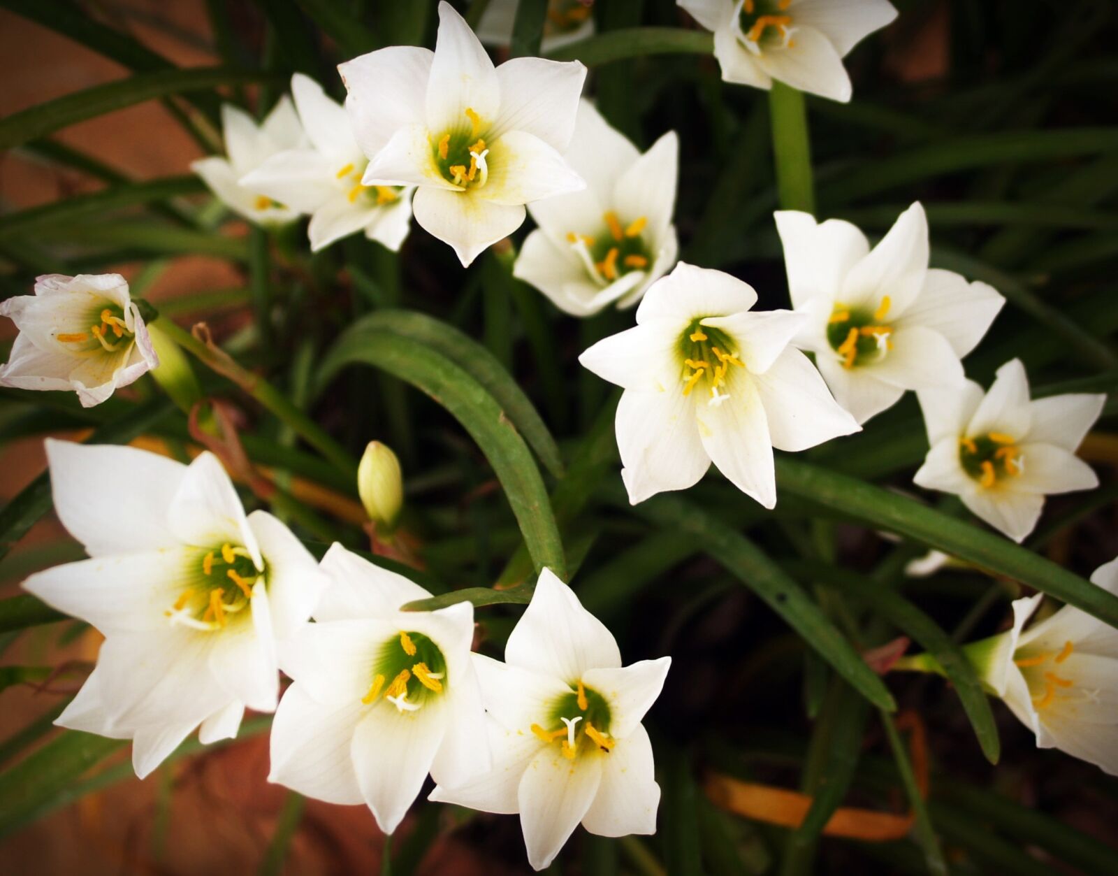 Olympus E-300 (EVOLT E-300) sample photo. Flower, orchid, tropical photography