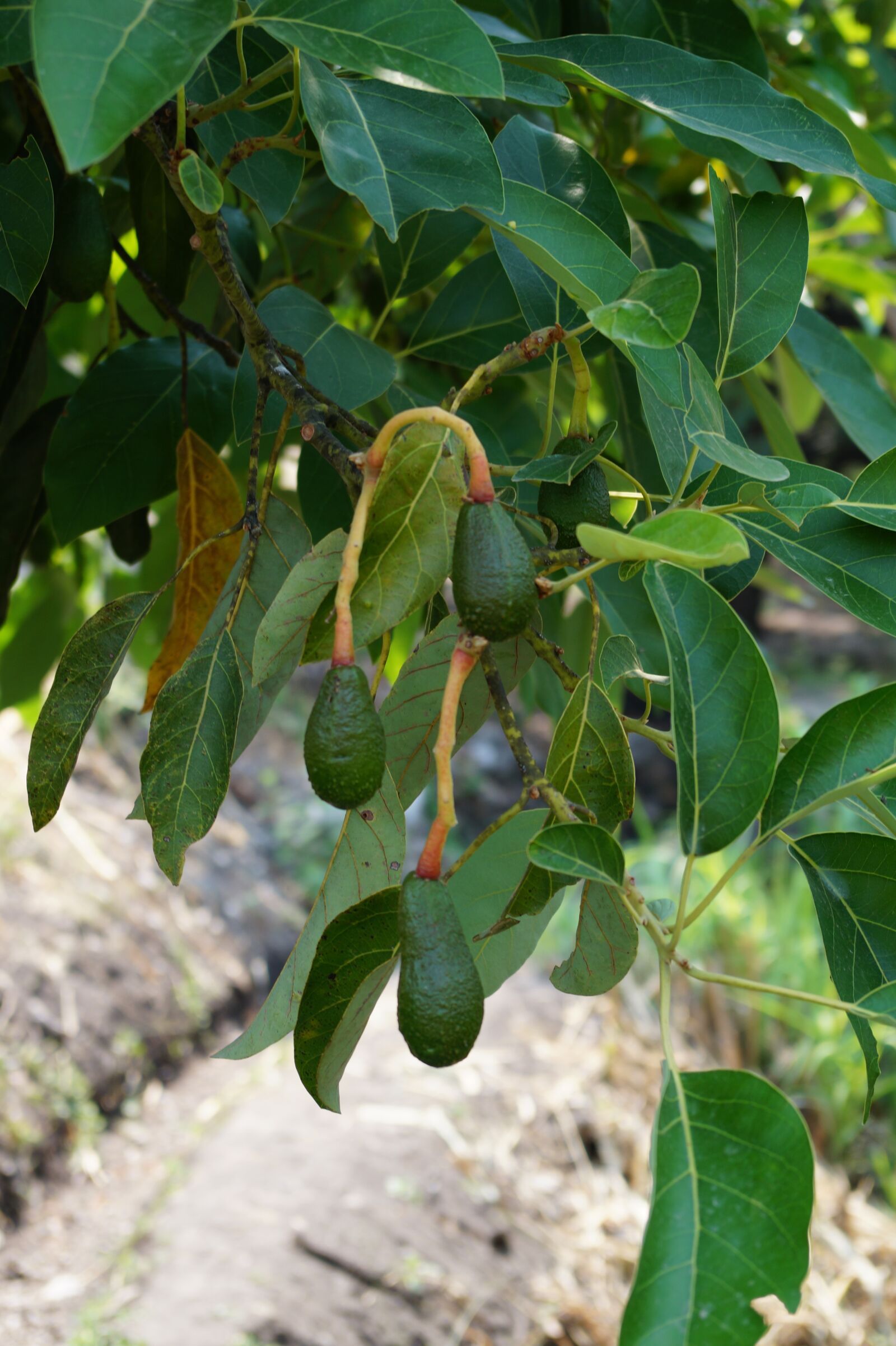 E 18-50mm F4-5.6 sample photo. Avocado, tree, green photography