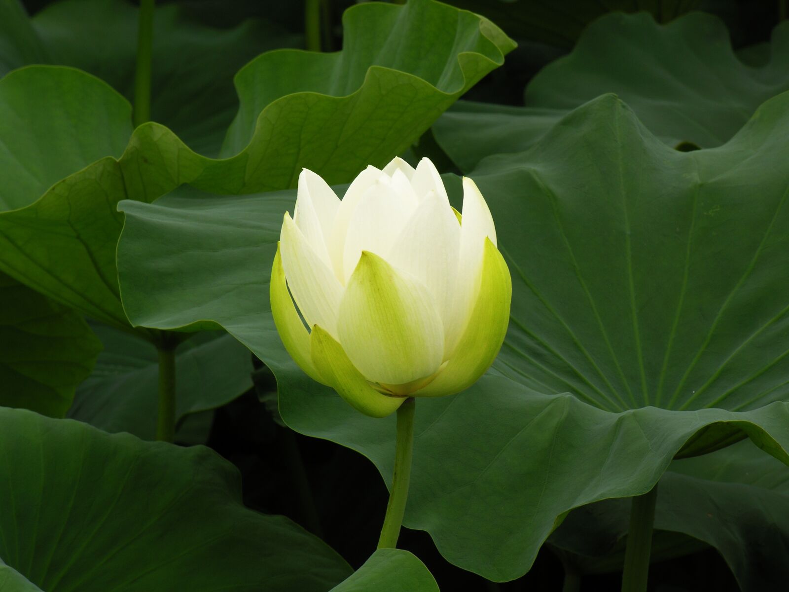 Nikon E8800 sample photo. Lotus, white lotus, flower photography