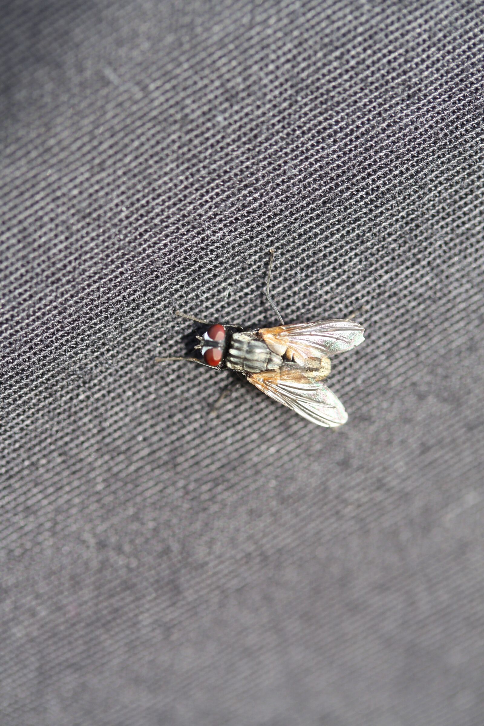 Canon EOS 450D (EOS Rebel XSi / EOS Kiss X2) sample photo. Fly, canvas, gray photography