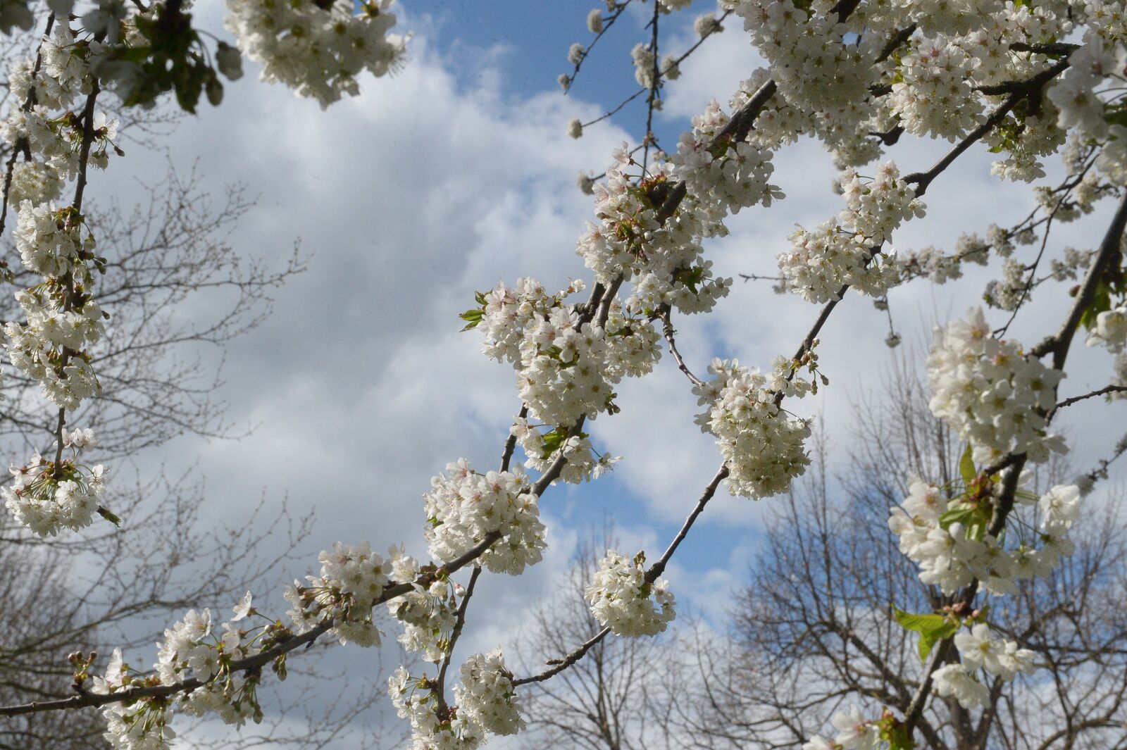 Nikon D4 sample photo. Cherry blossom, cherry tree photography