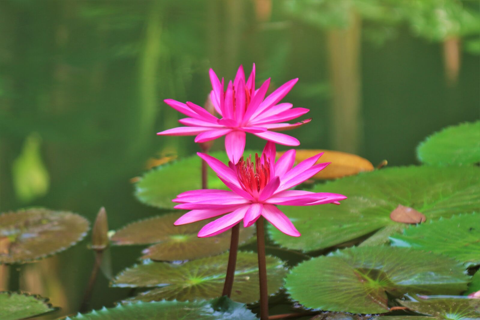 Canon EOS 70D sample photo. Lily, lake, flower photography