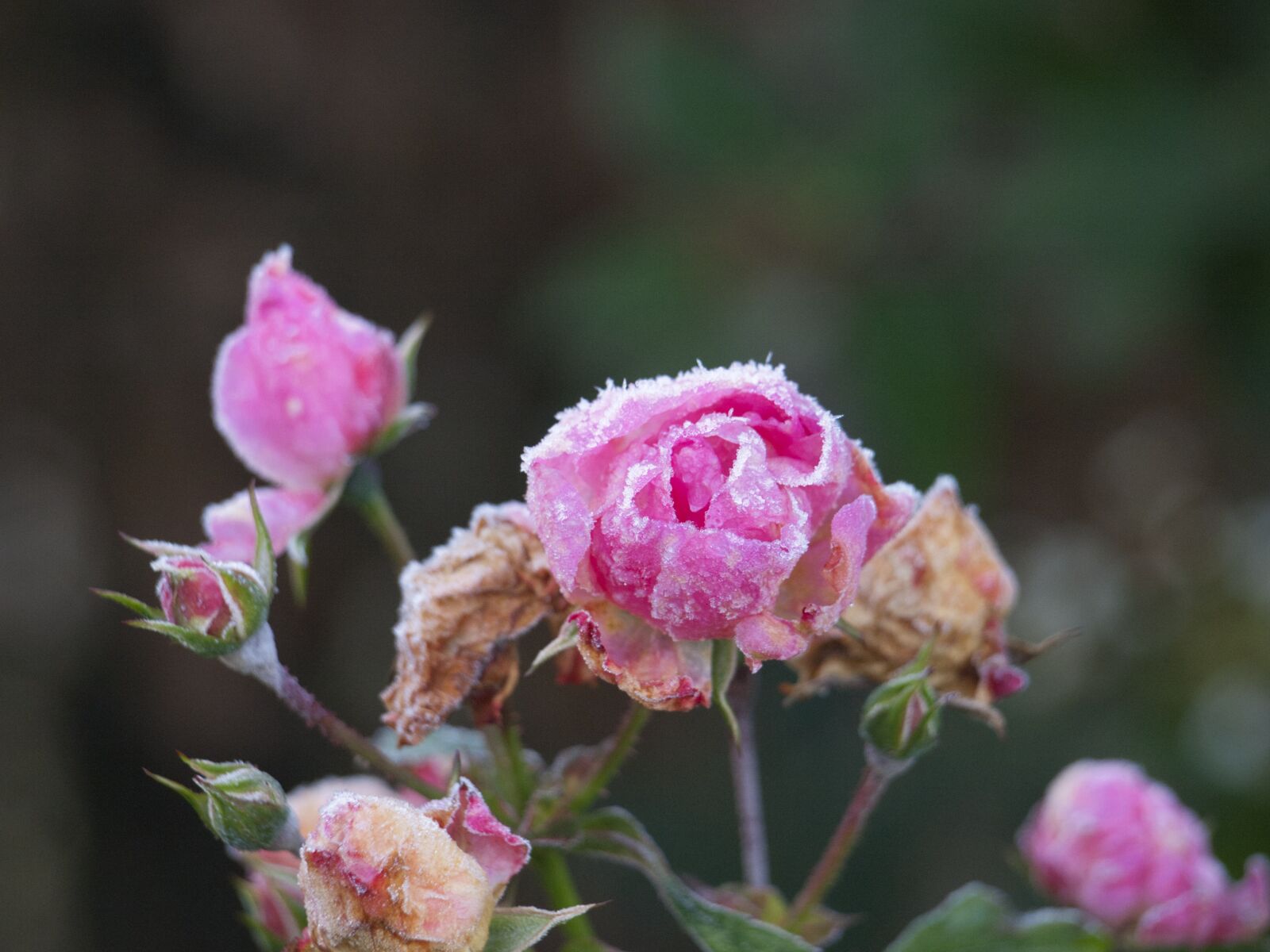Olympus Zuiko Digital ED 40-150mm F4.0-5.6 sample photo. Rose, flower, winter photography
