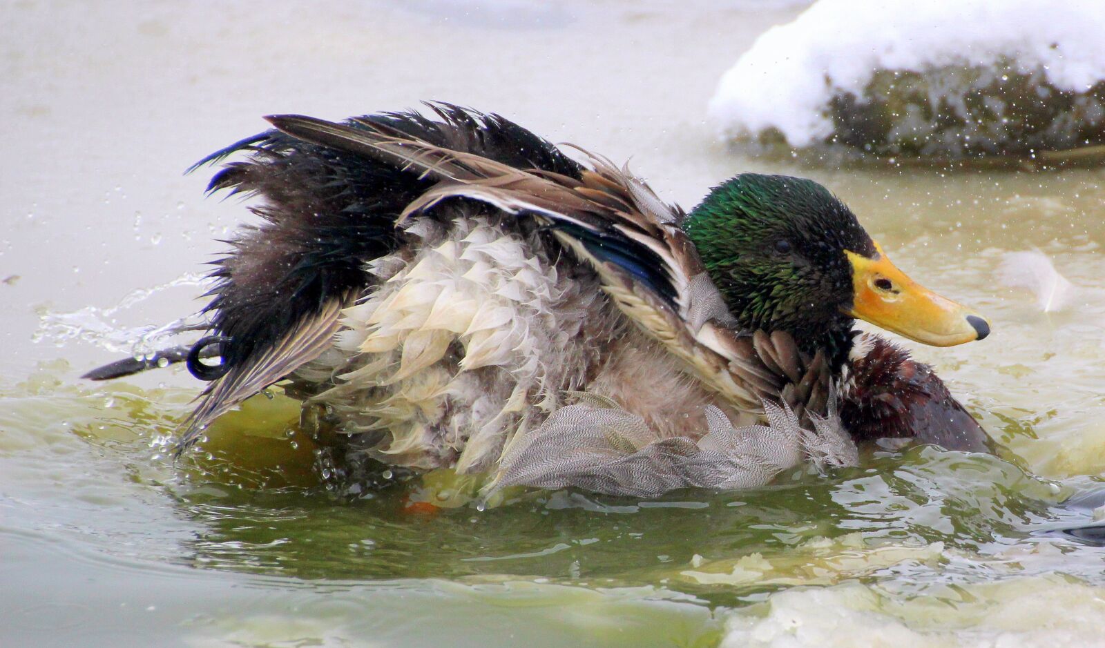 Canon EOS 650D (EOS Rebel T4i / EOS Kiss X6i) sample photo. Mallard, male, drake photography