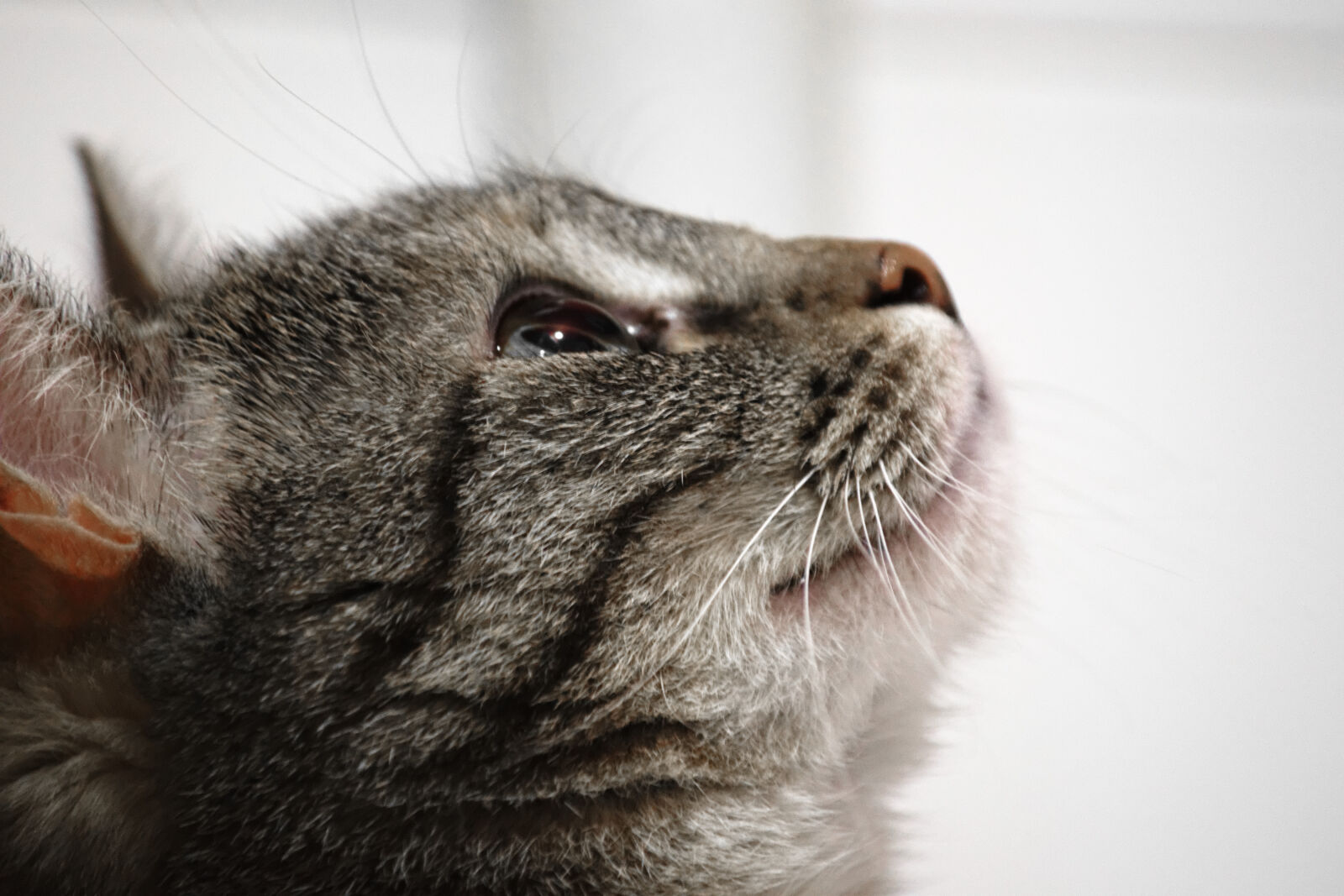 Nikon D3200 sample photo. Animals, cat photography