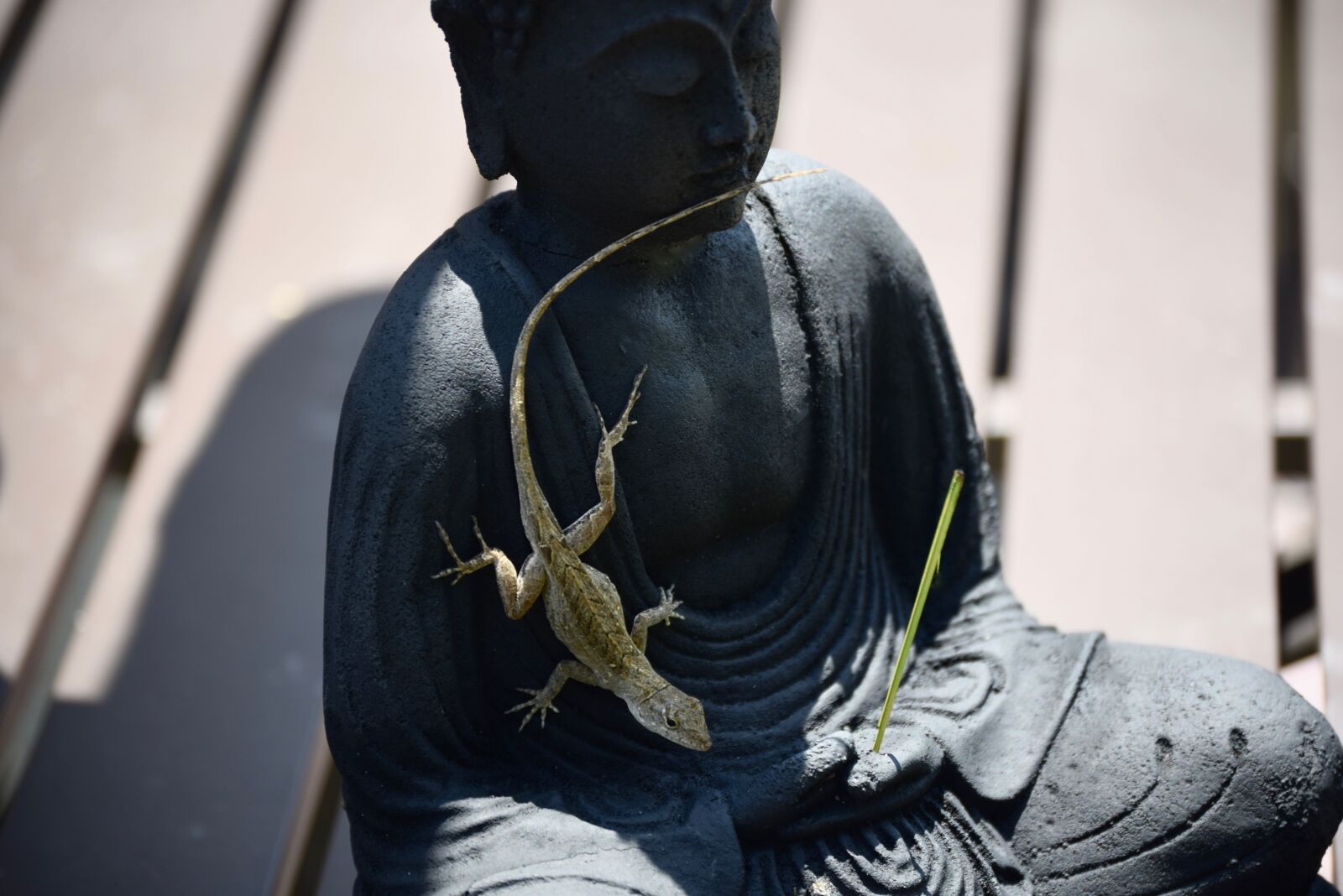 Nikon D5300 sample photo. Lizard, nature, reptile photography