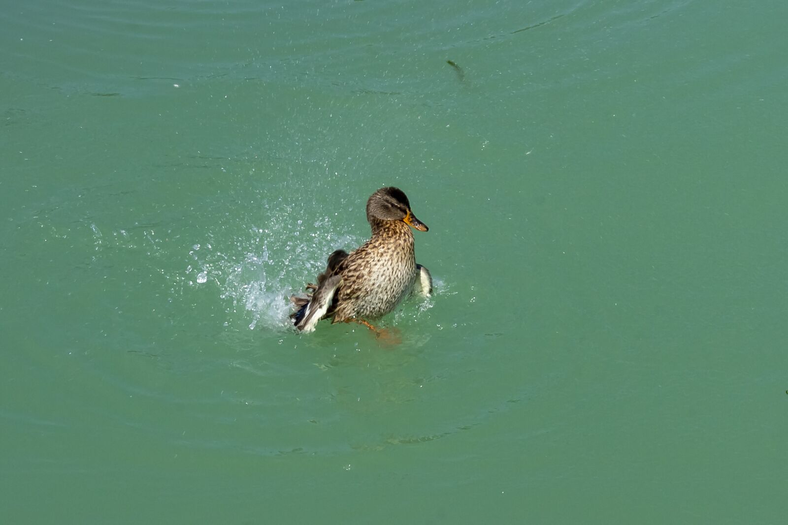 Canon EOS 1300D (EOS Rebel T6 / EOS Kiss X80) sample photo. Duck, wild ducks, teal photography