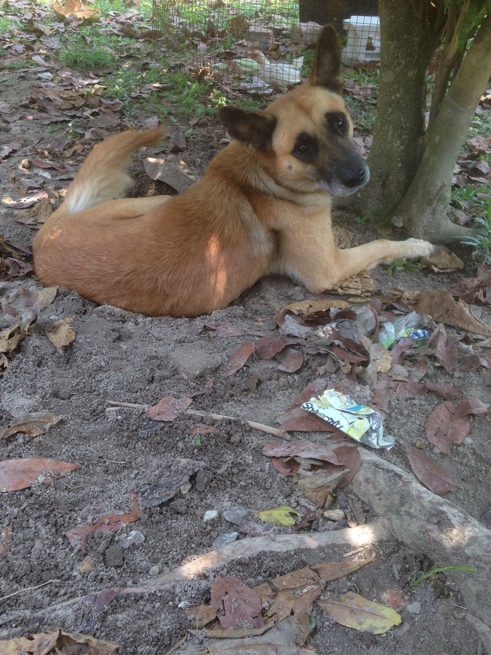 iPhone 5c back camera 4.12mm f/2.4 sample photo. Dog, family, pet photography