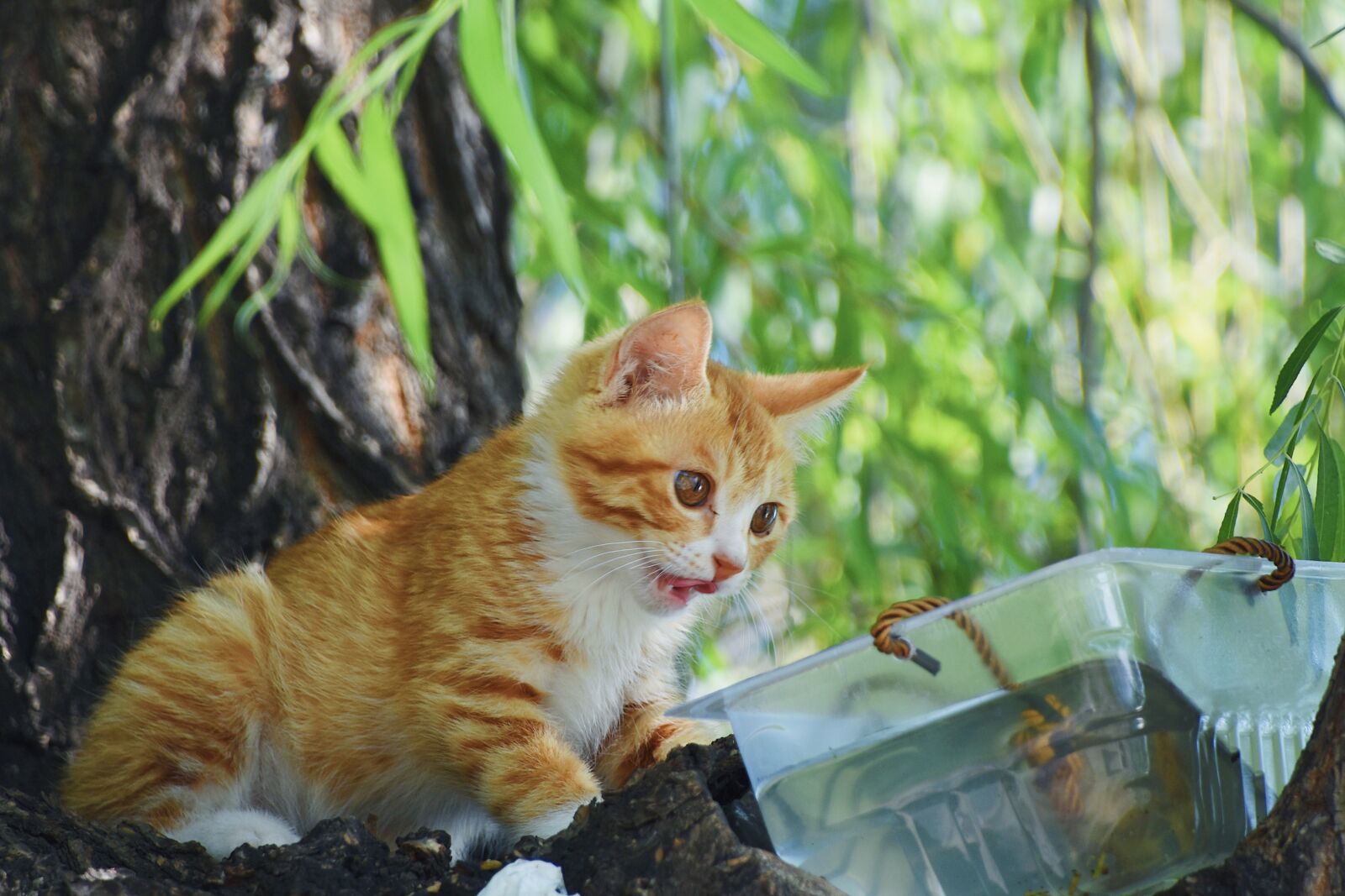 Nikon D7200 sample photo. Cat, kitten, tree photography