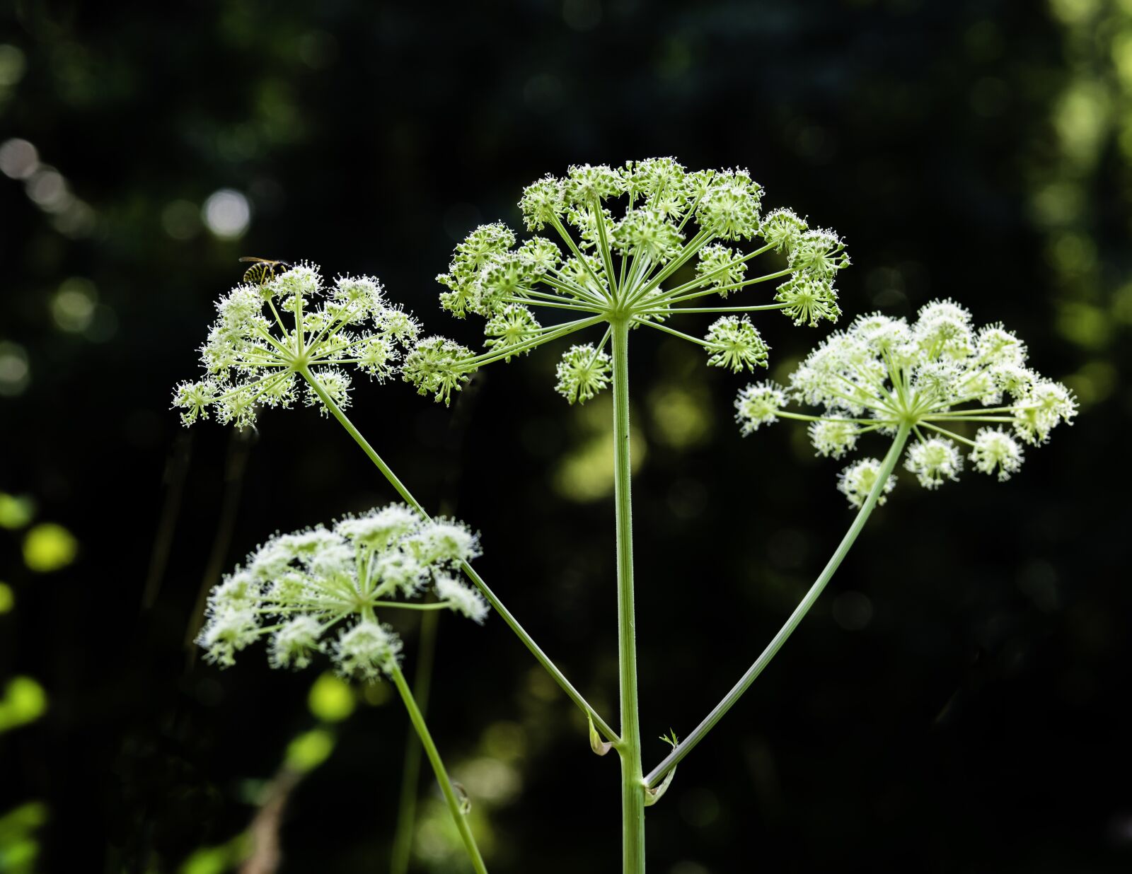 Sigma 60mm F2.8 DN Art sample photo. Angelica, sylvestris, aromatic photography