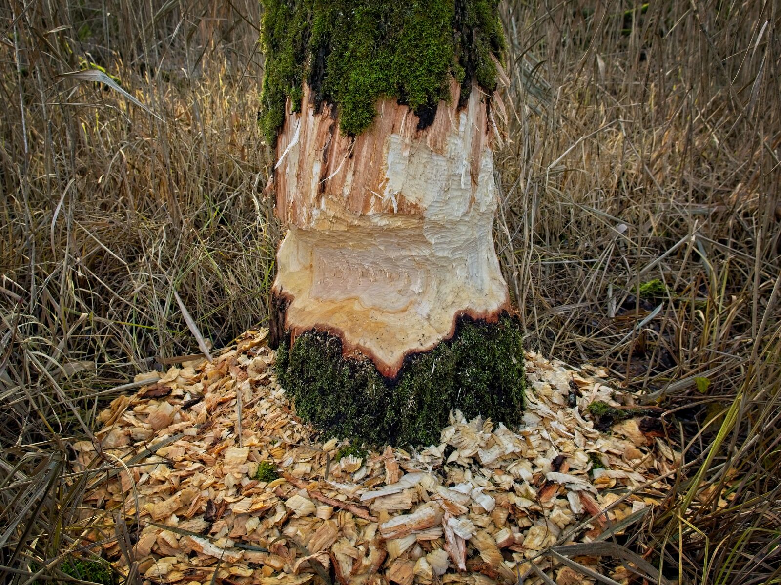 Nikon D7100 sample photo. Rodent, beaver, tribe photography