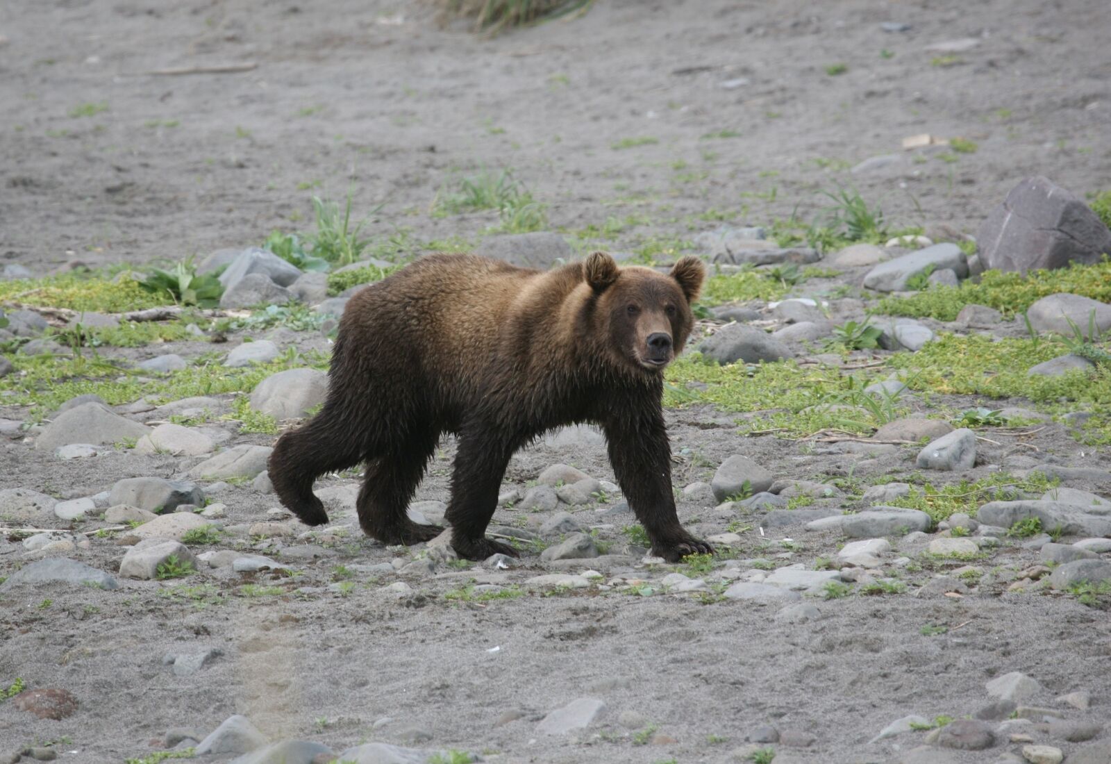Canon EOS 5D sample photo. Brown bear, predator, wild photography