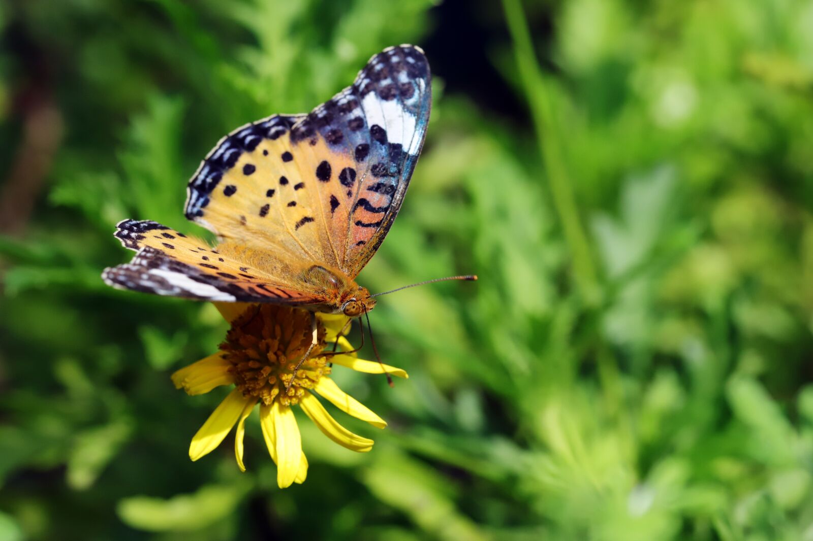 Canon EOS 6D Mark II sample photo. Butterfly, insects, nature photography