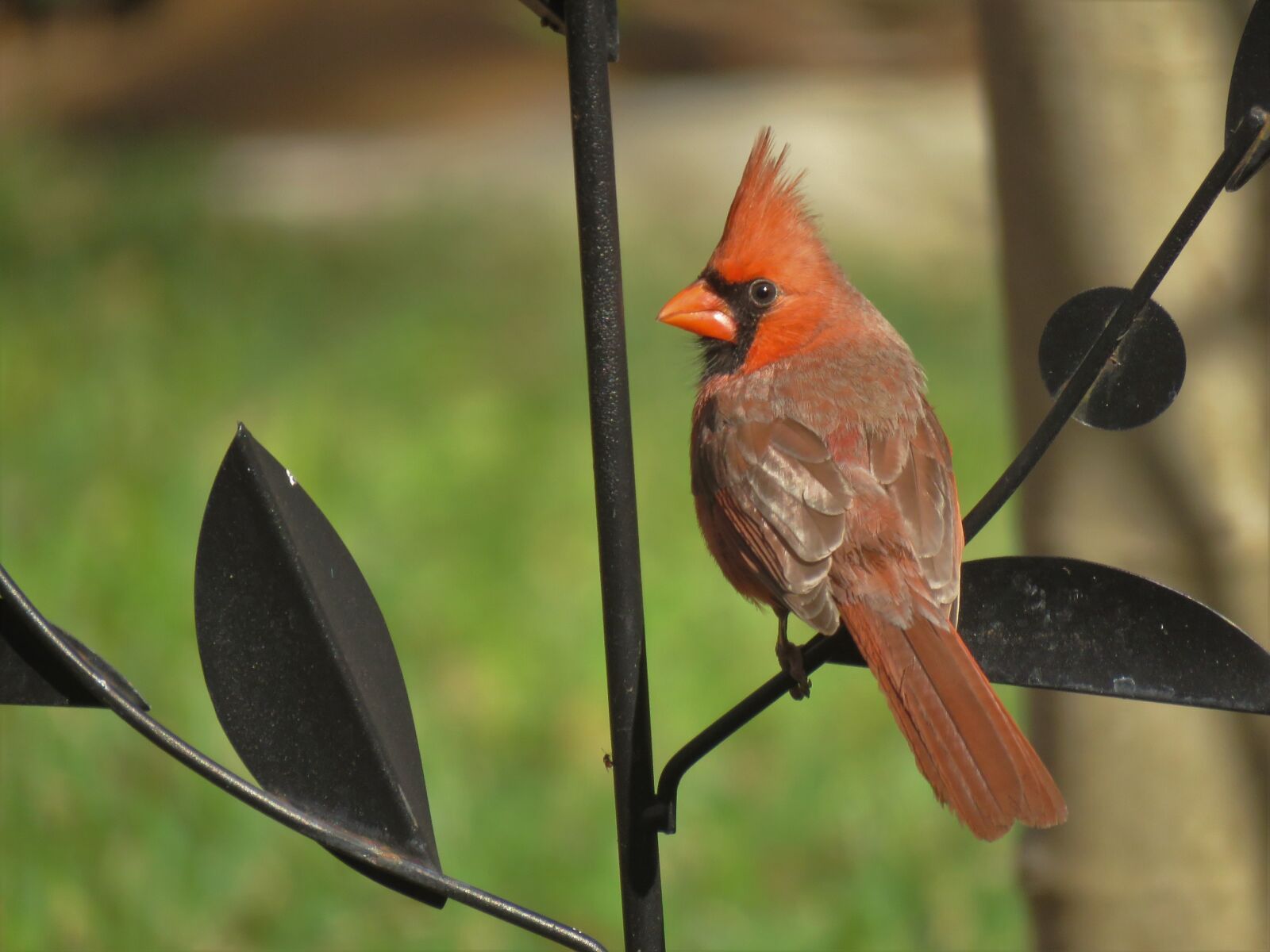 Canon PowerShot SX60 HS sample photo. Cardinal, song bird, bird photography