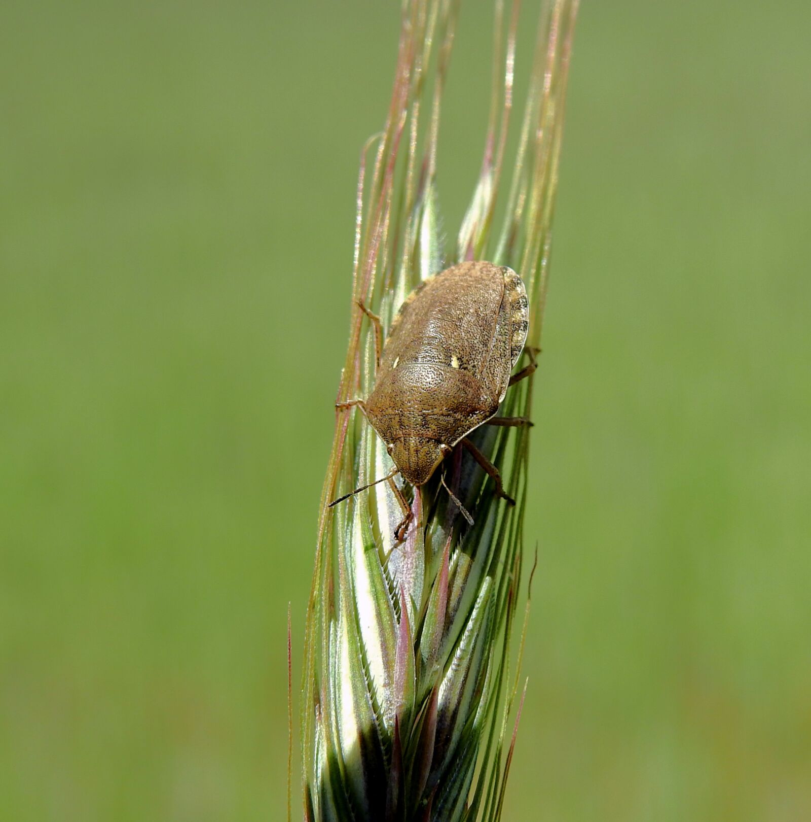 Nikon Coolpix P900 sample photo. Field, corn, insect photography
