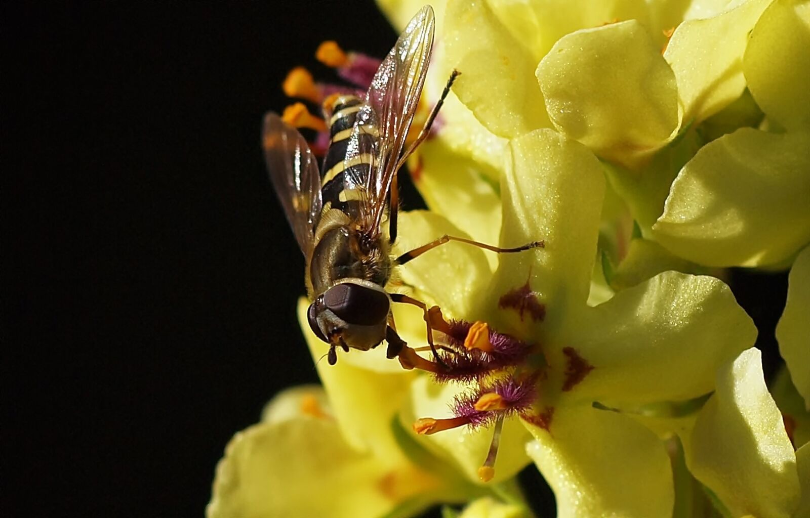Olympus E-30 sample photo. Delicious, mullein, hoverfly photography