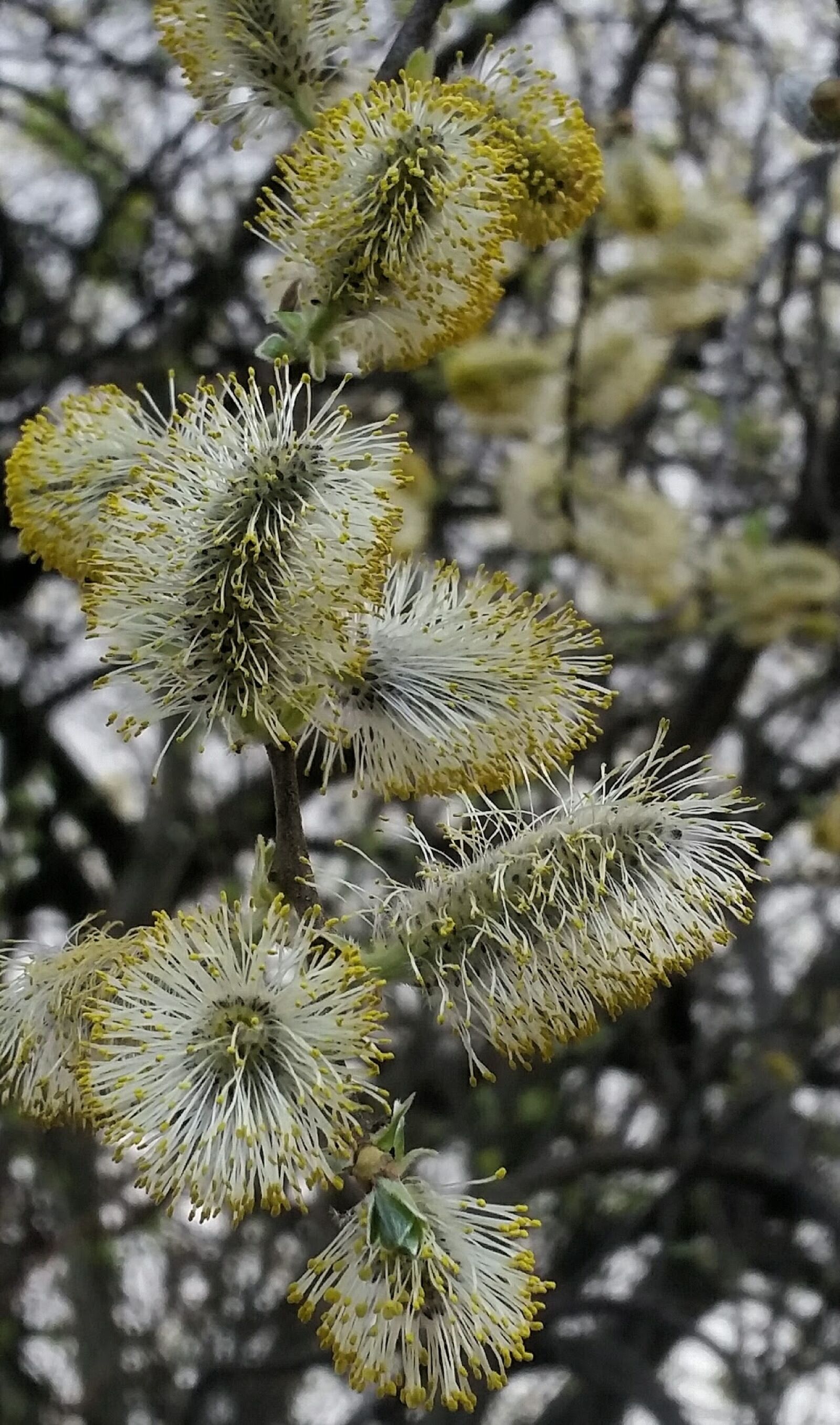 Samsung Galaxy S5 sample photo. Spring, blossom, tree photography